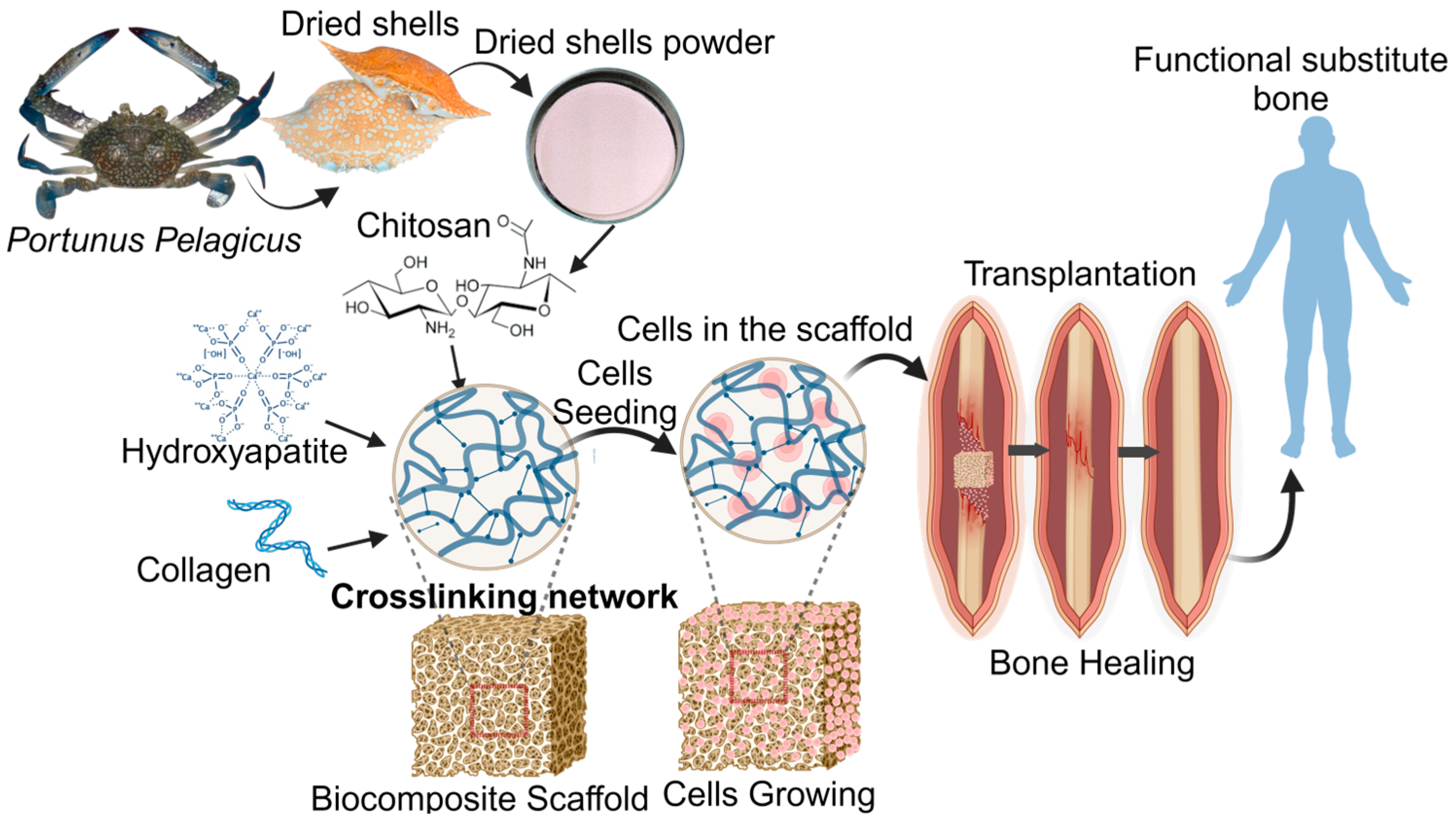 Biomedicines 12 01796 g001