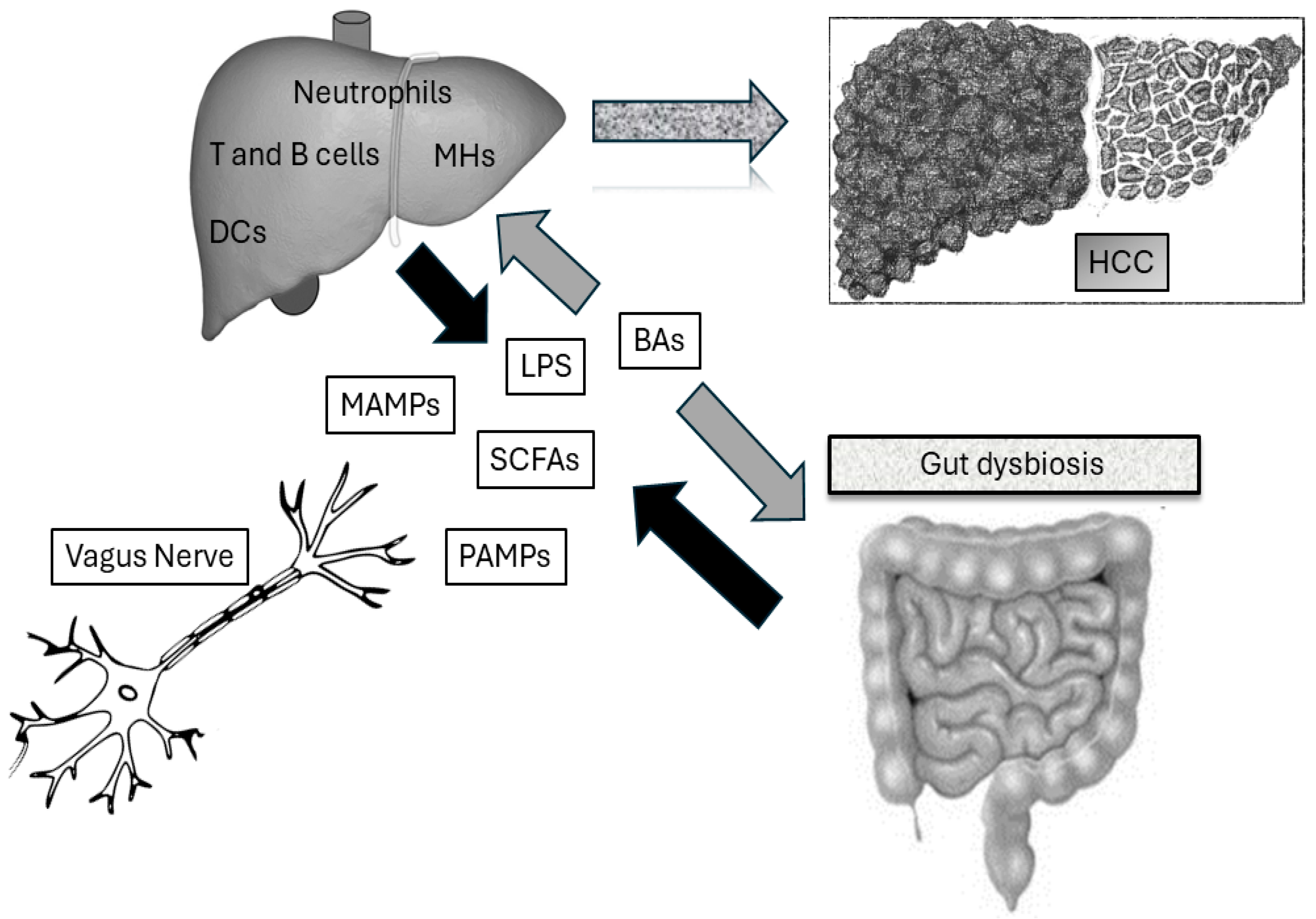 Biomedicines 12 01797 g001
