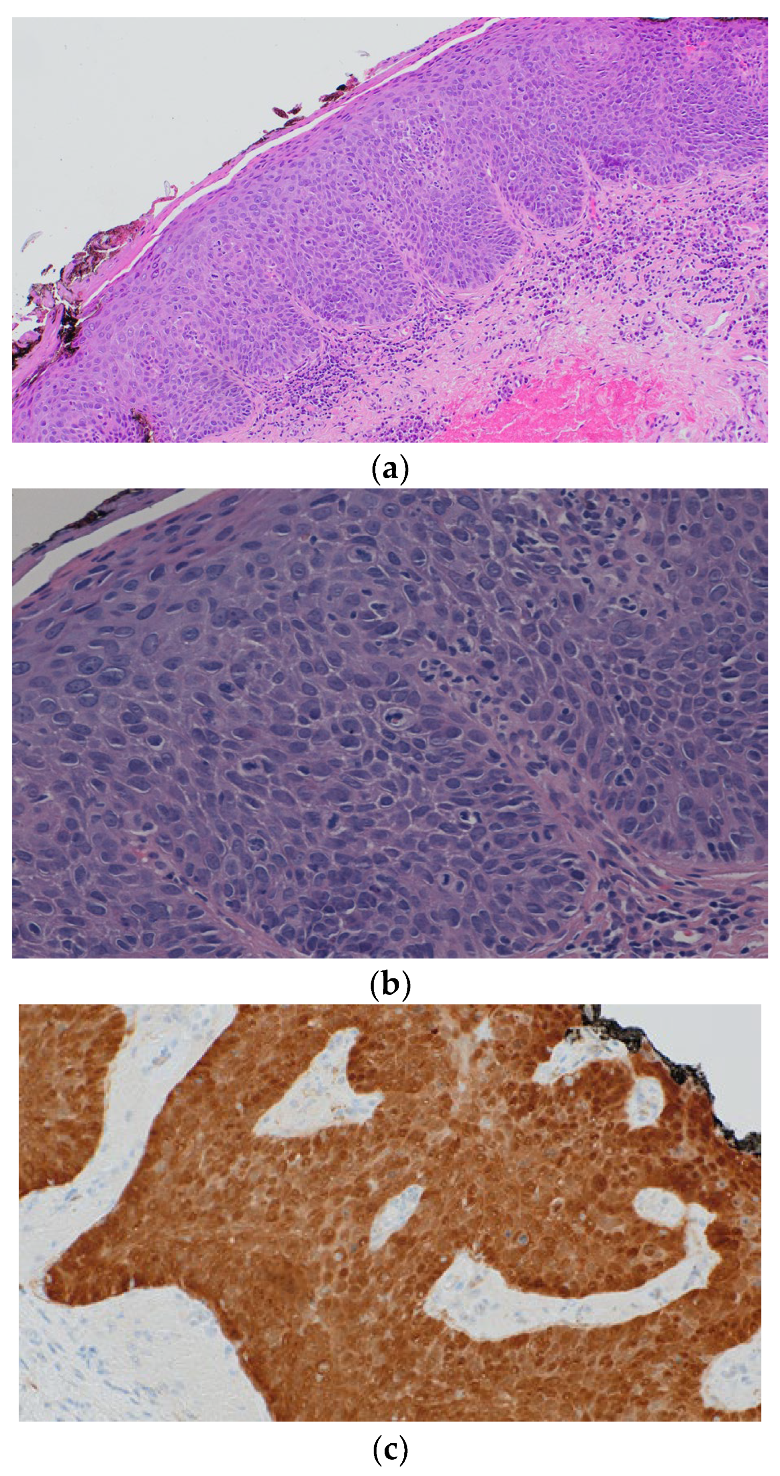 Biomedicines 12 01799 g002 Biomedicines 12 01799 g002