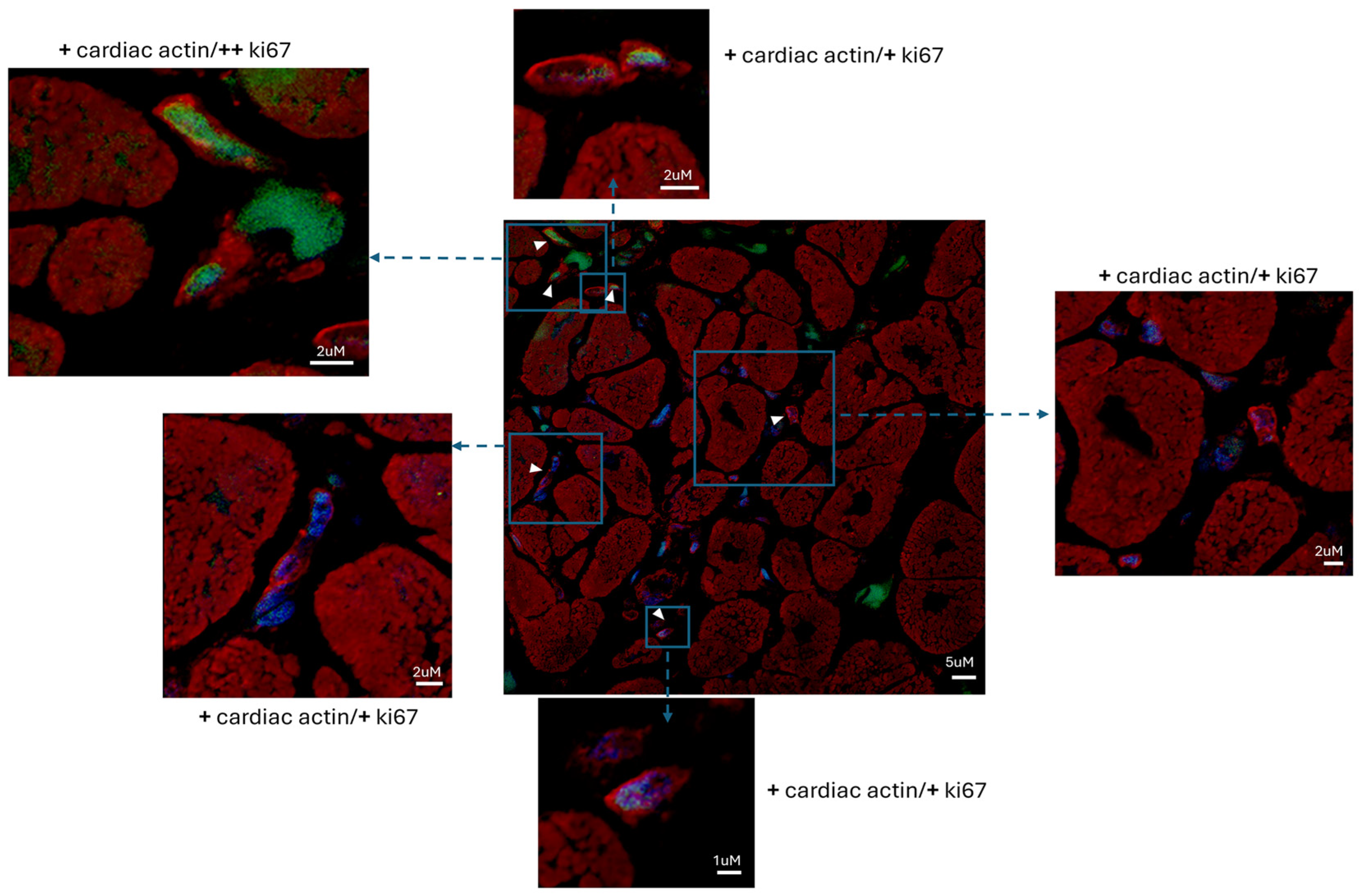 Biomedicines 12 01814 g002
