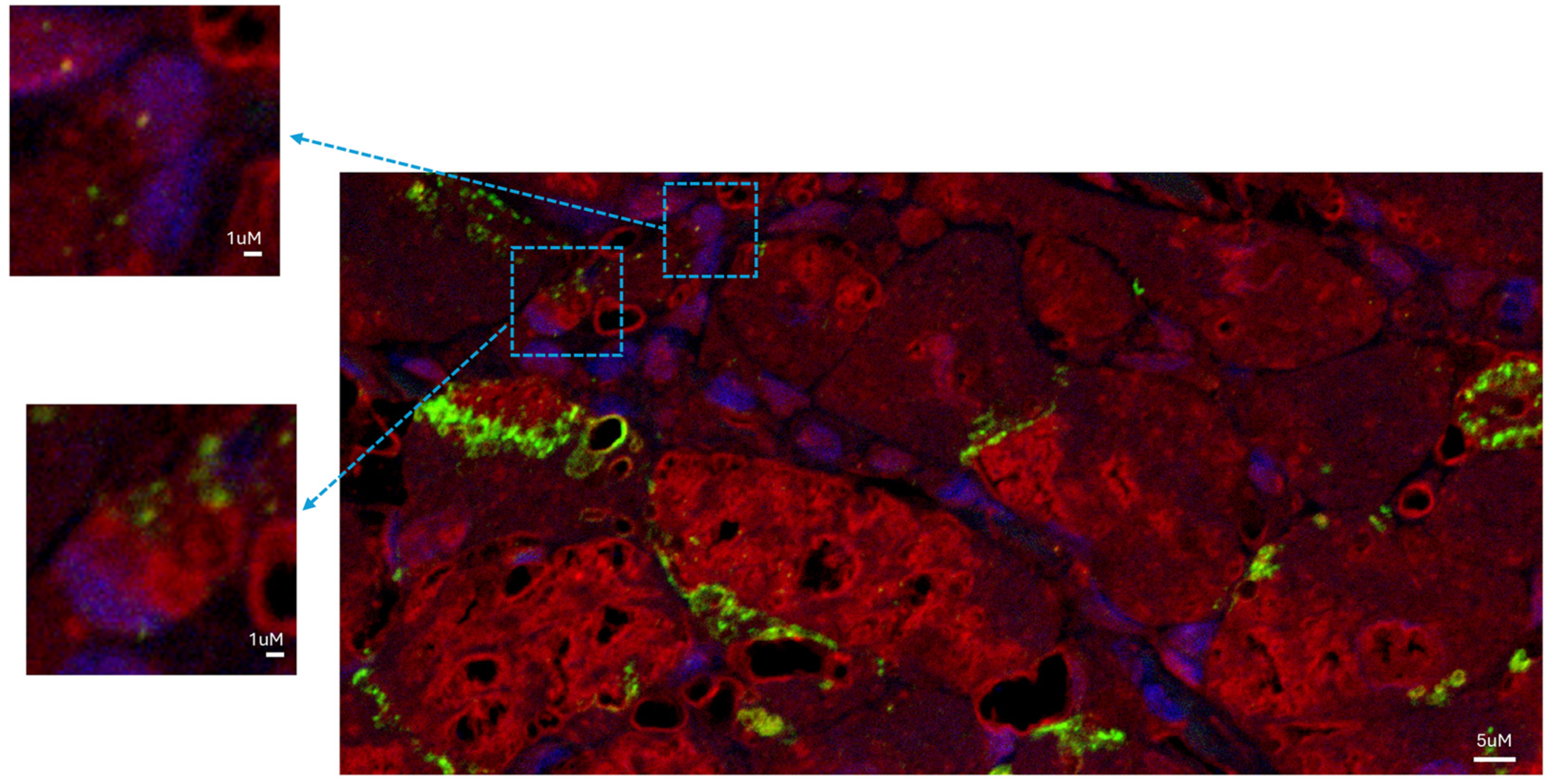 Biomedicines 12 01814 g003