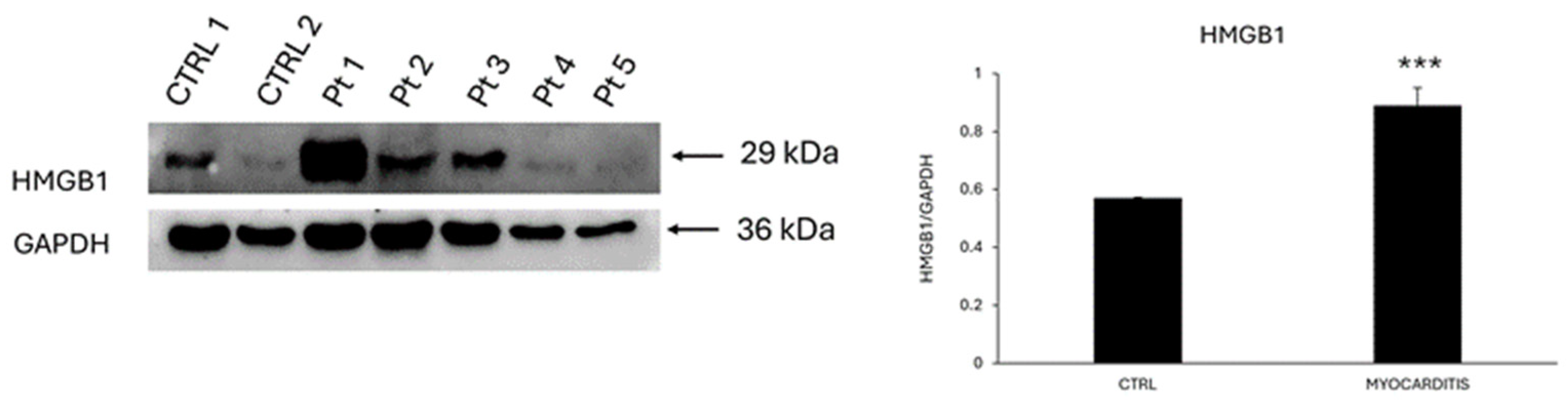 Biomedicines 12 01814 g005