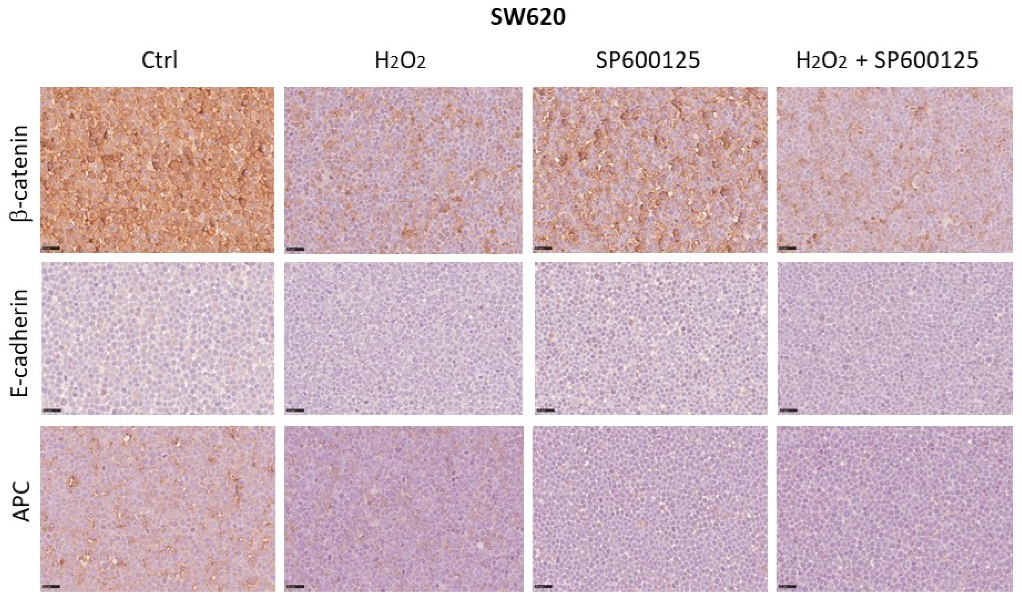 Biomedicines 12 01816 g007