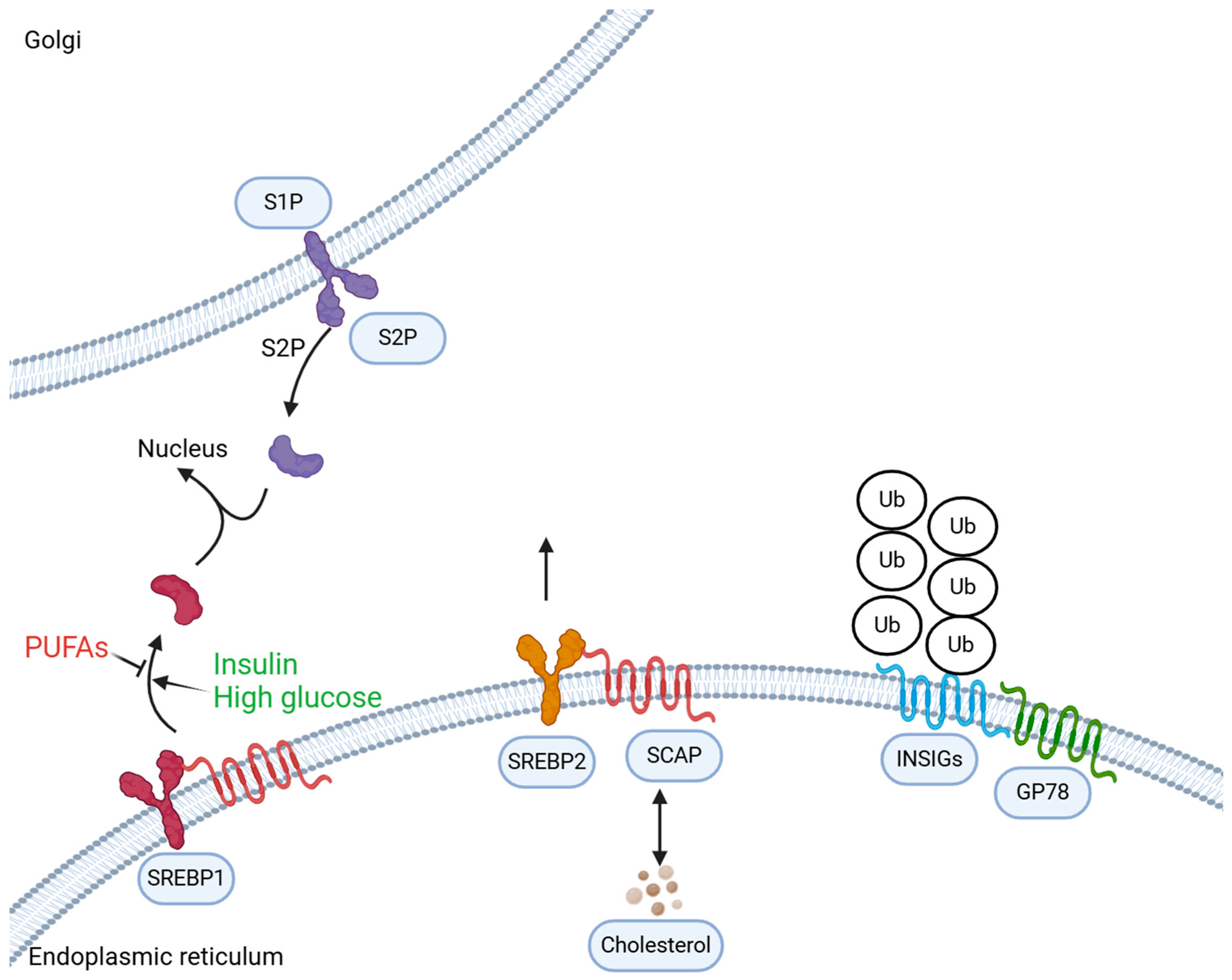 Biomedicines 12 01832 g001 Biomedicines 12 01832 g001