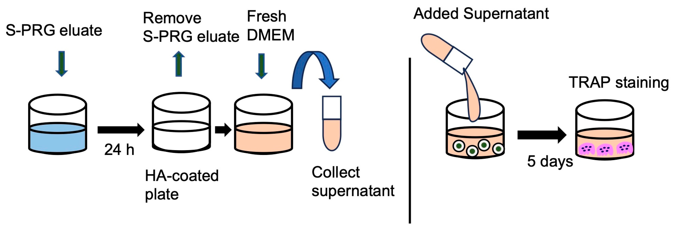Biomedicines 12 01835 g001