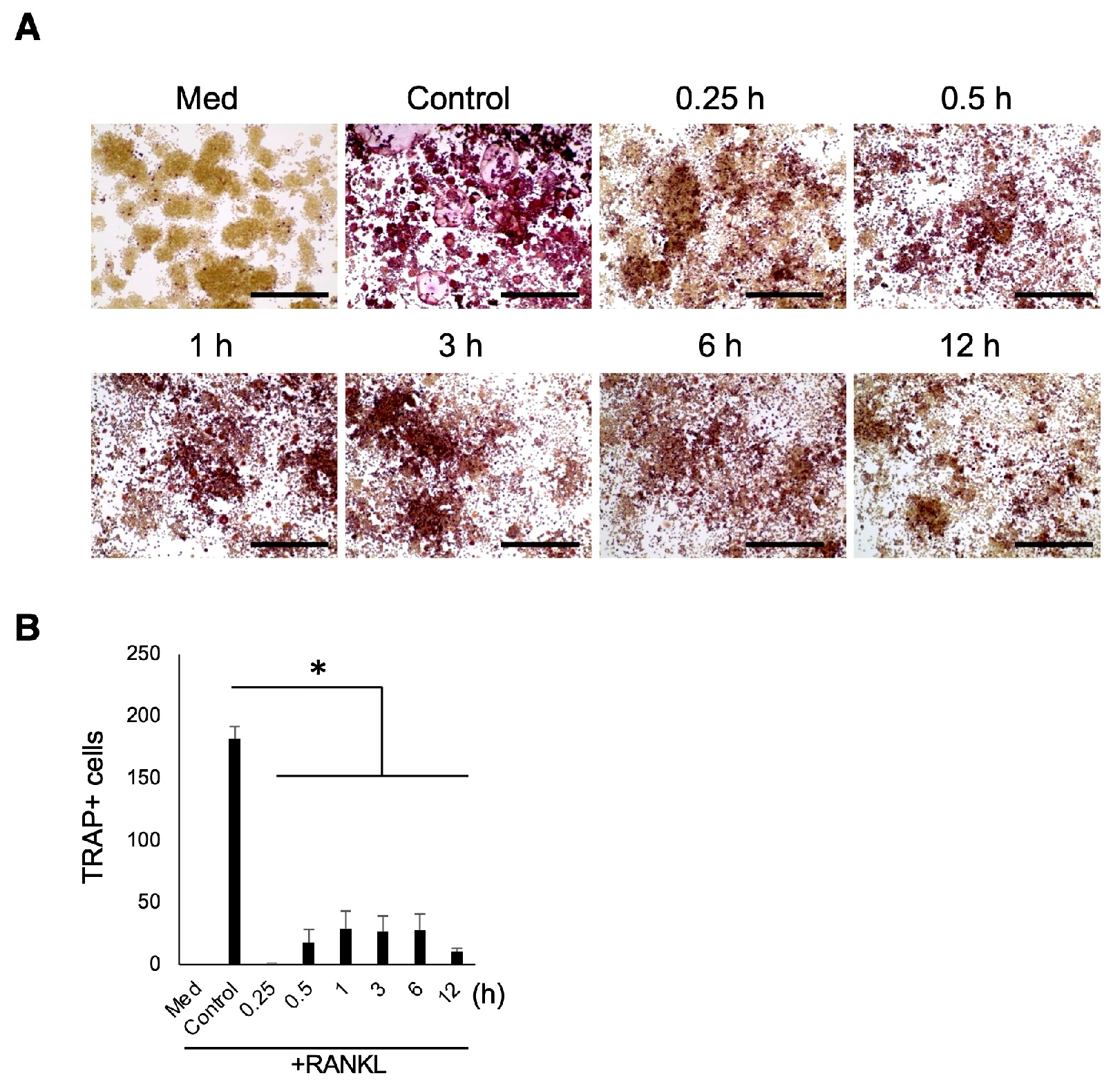 Biomedicines 12 01835 g008