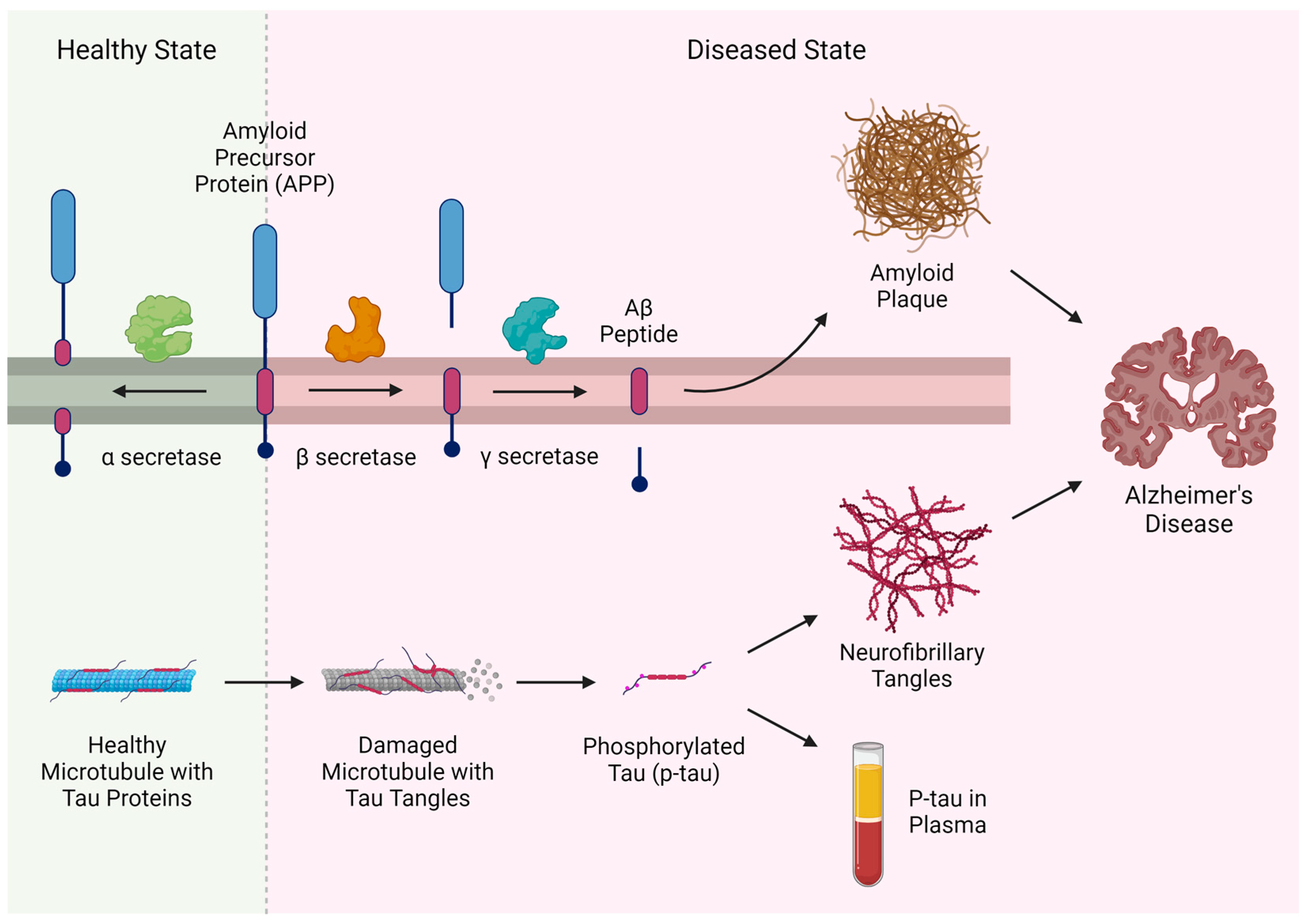 toxins-16-00042-g001-550.jpg?