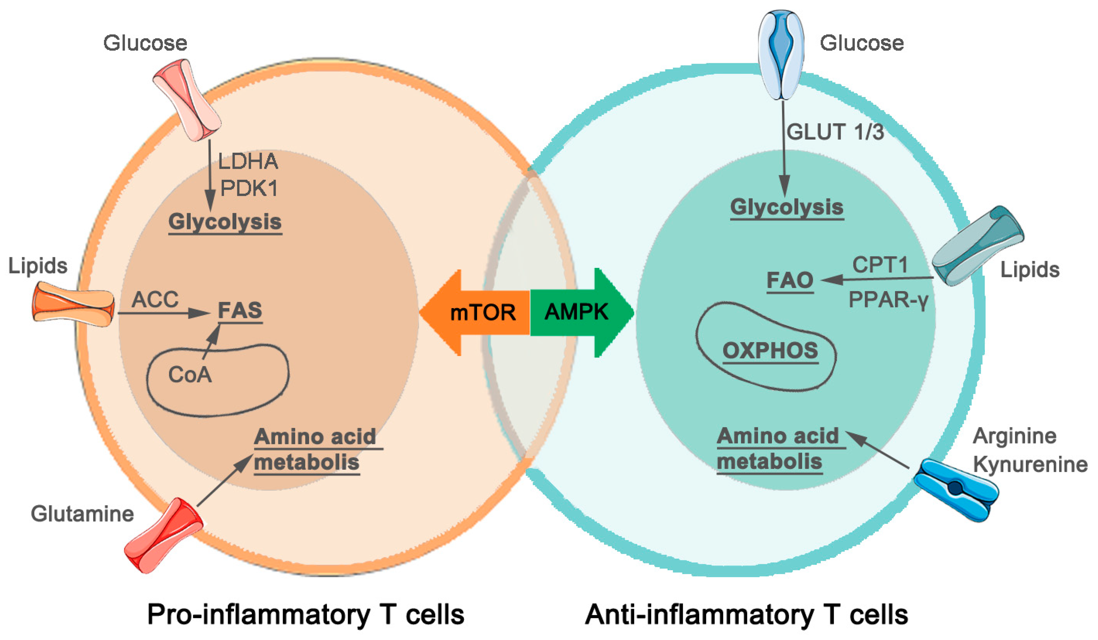 Biomedicines 12 01844 g002