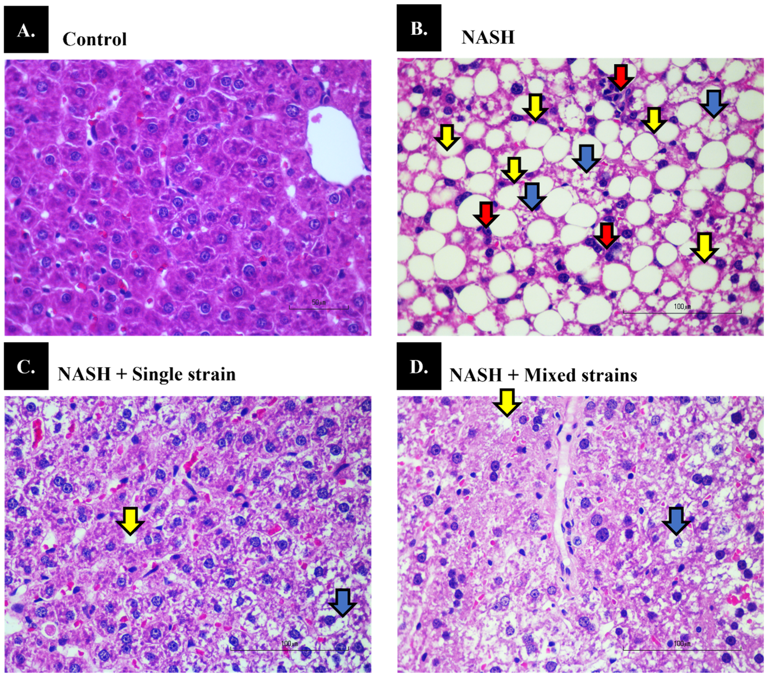 Biomedicines 12 01847 g001