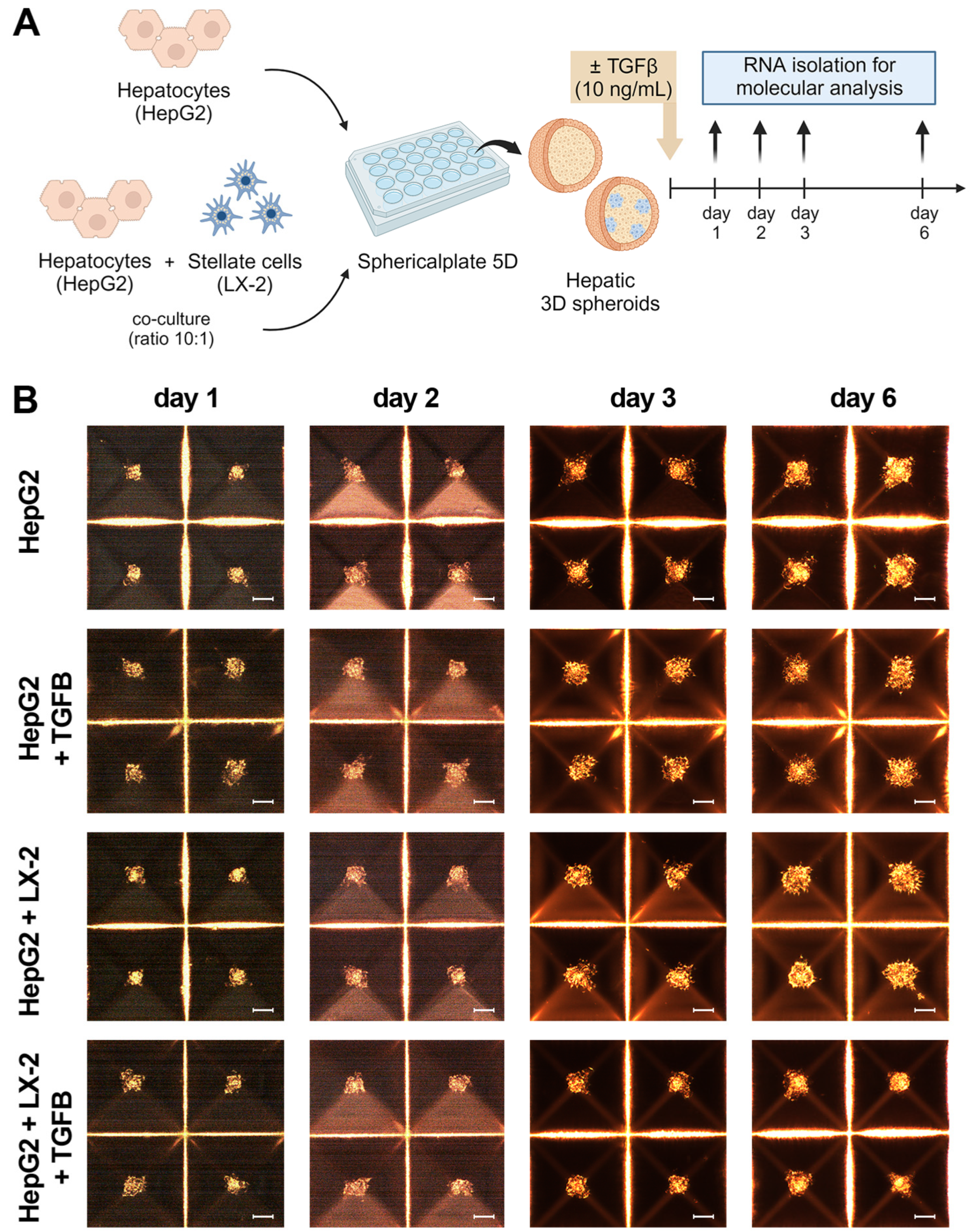 Biomedicines 12 01849 g001a