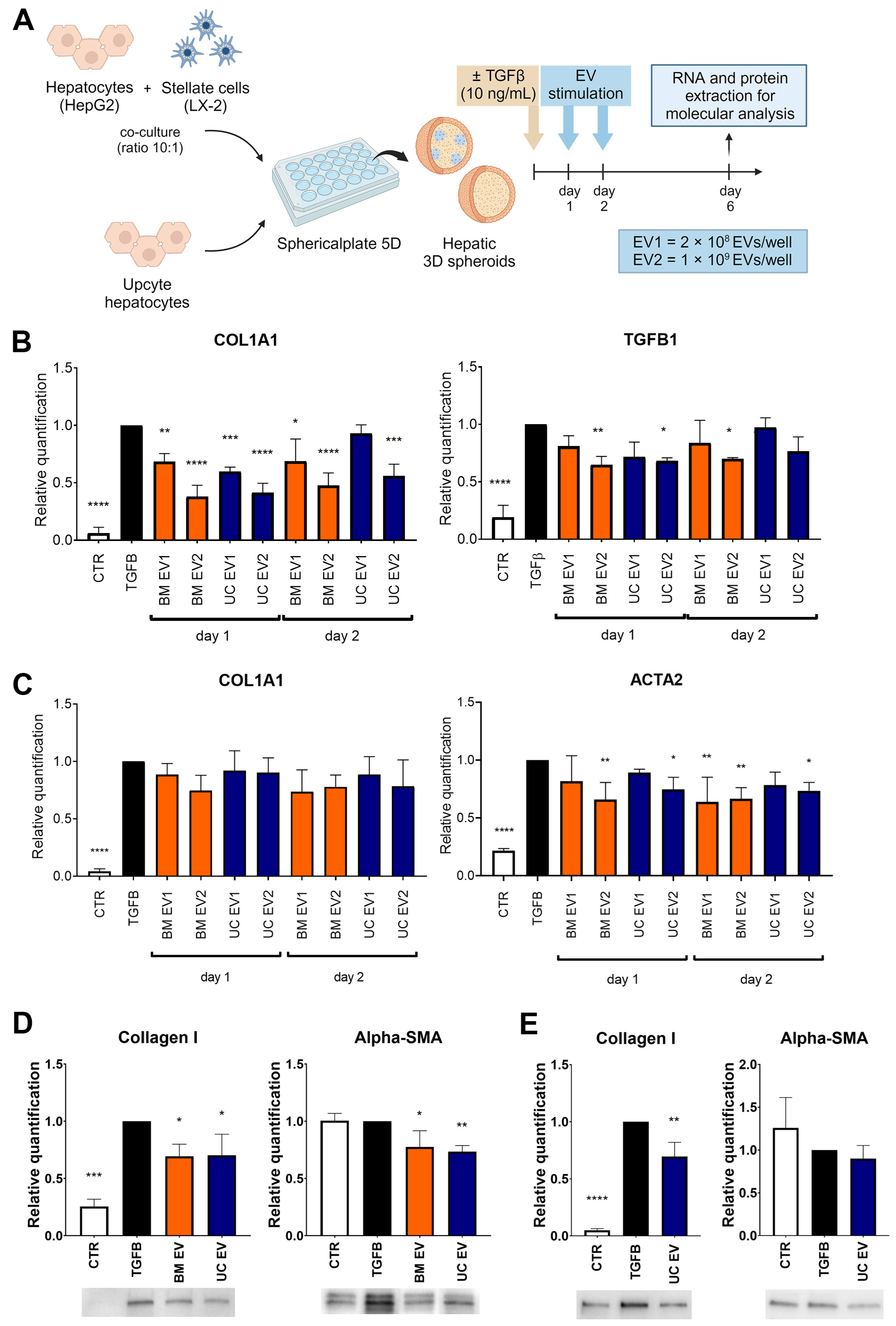 Biomedicines 12 01849 g004