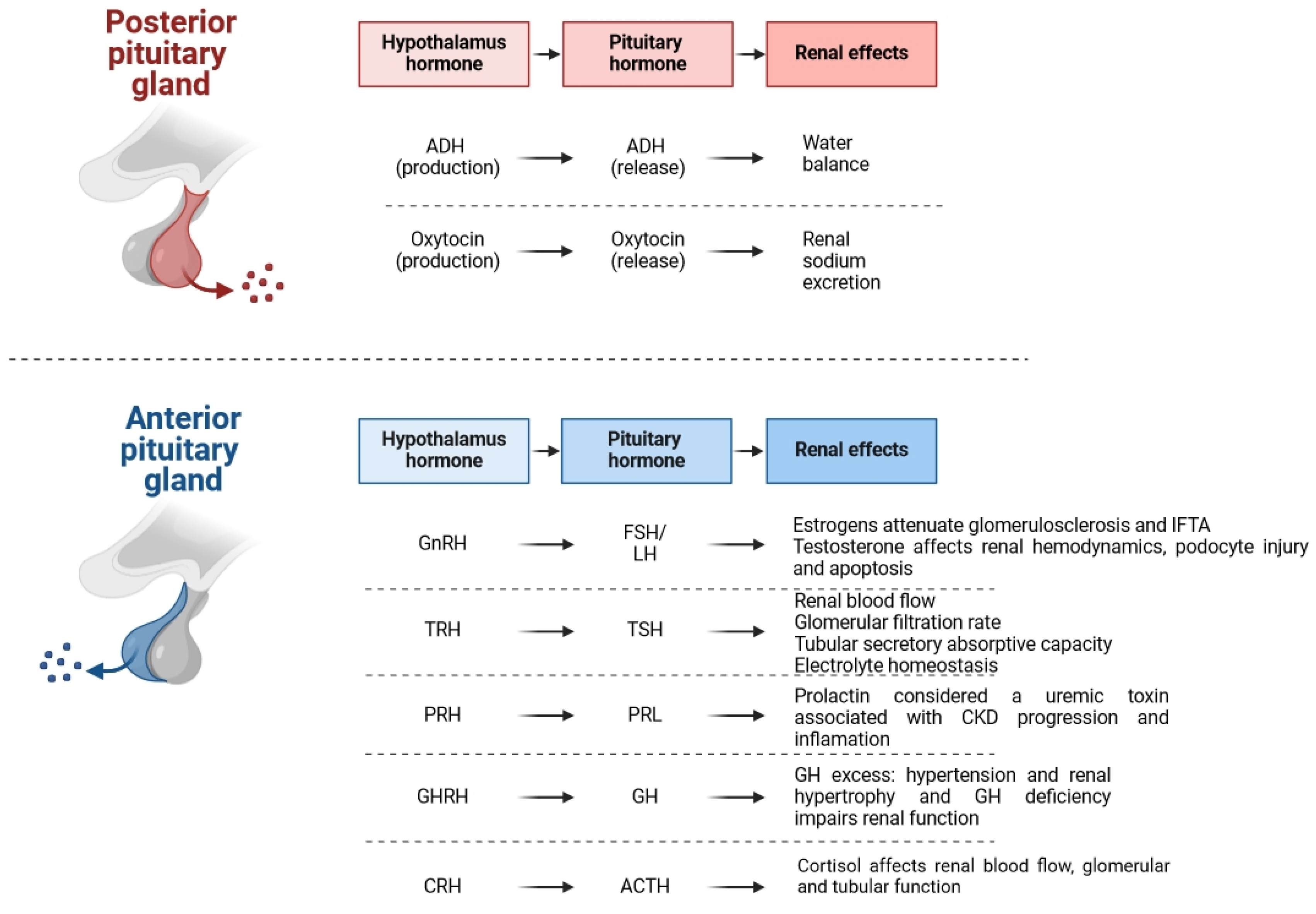 Biomedicines 12 01860 g001