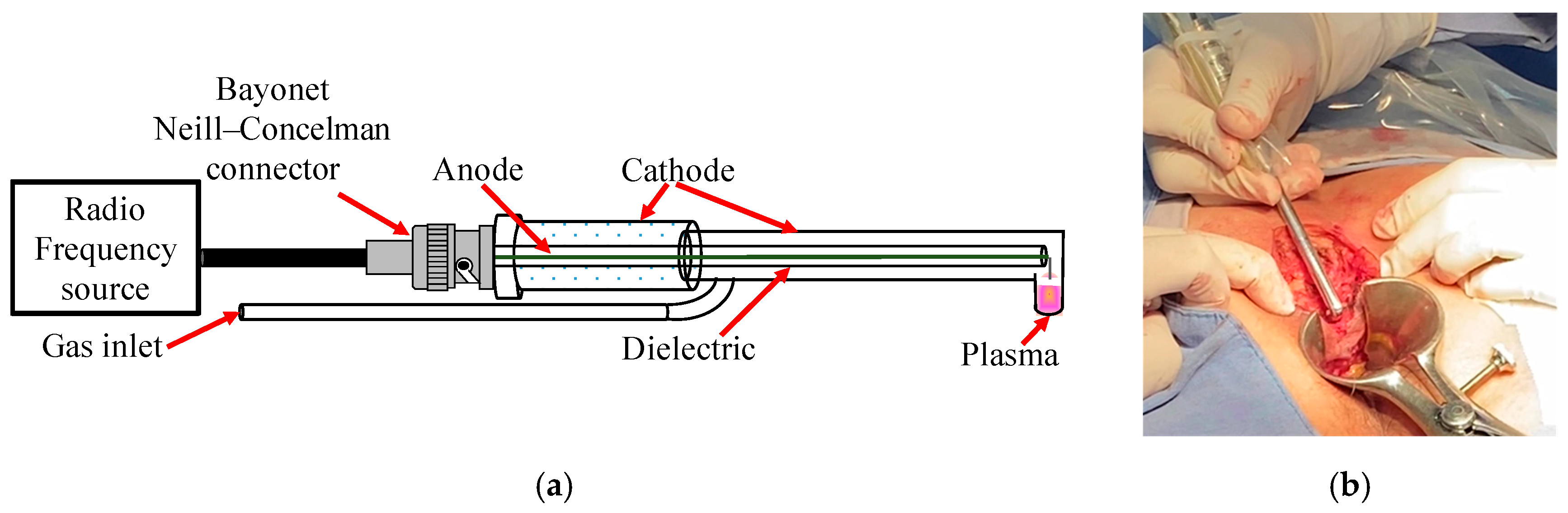 Biomedicines 12 01866 g001