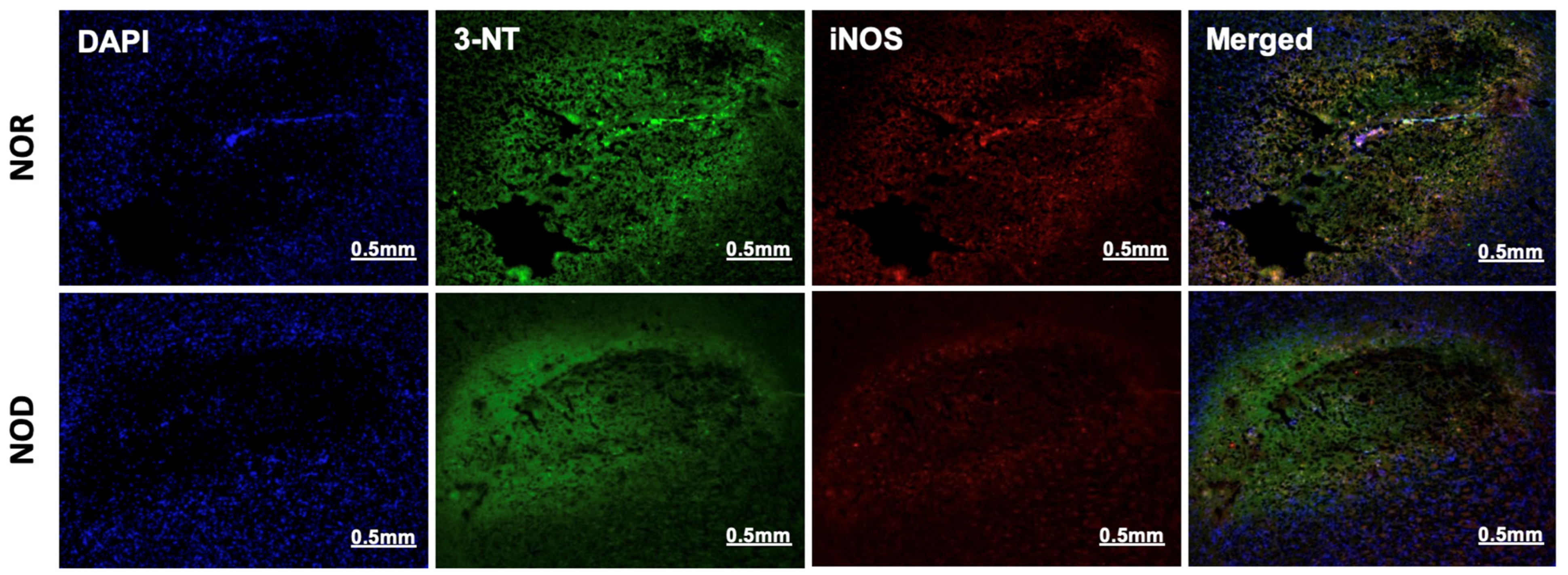 Biomedicines 12 01867 g005 Biomedicines 12 01867 g005