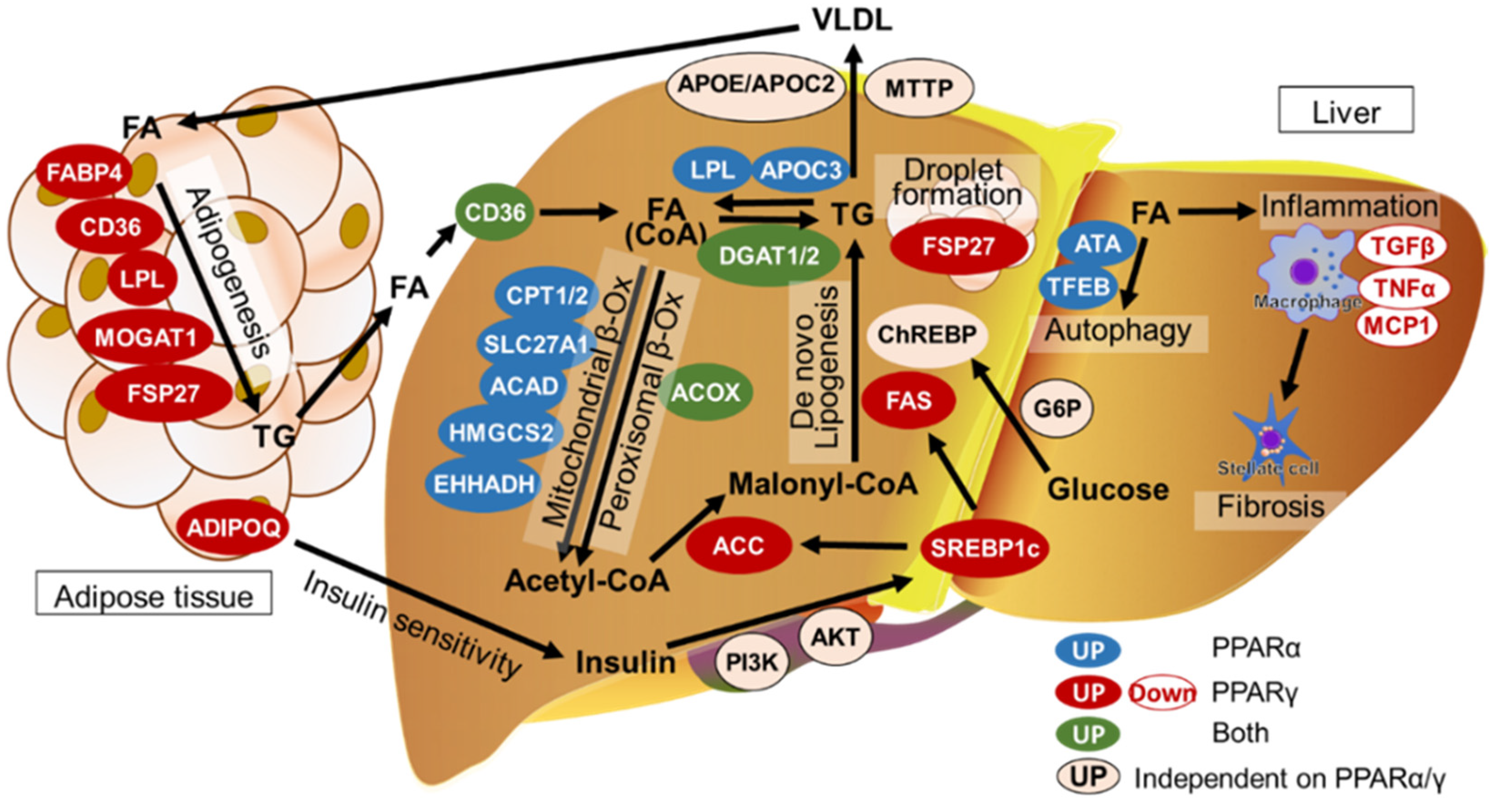 Biomedicines 12 01876 g001