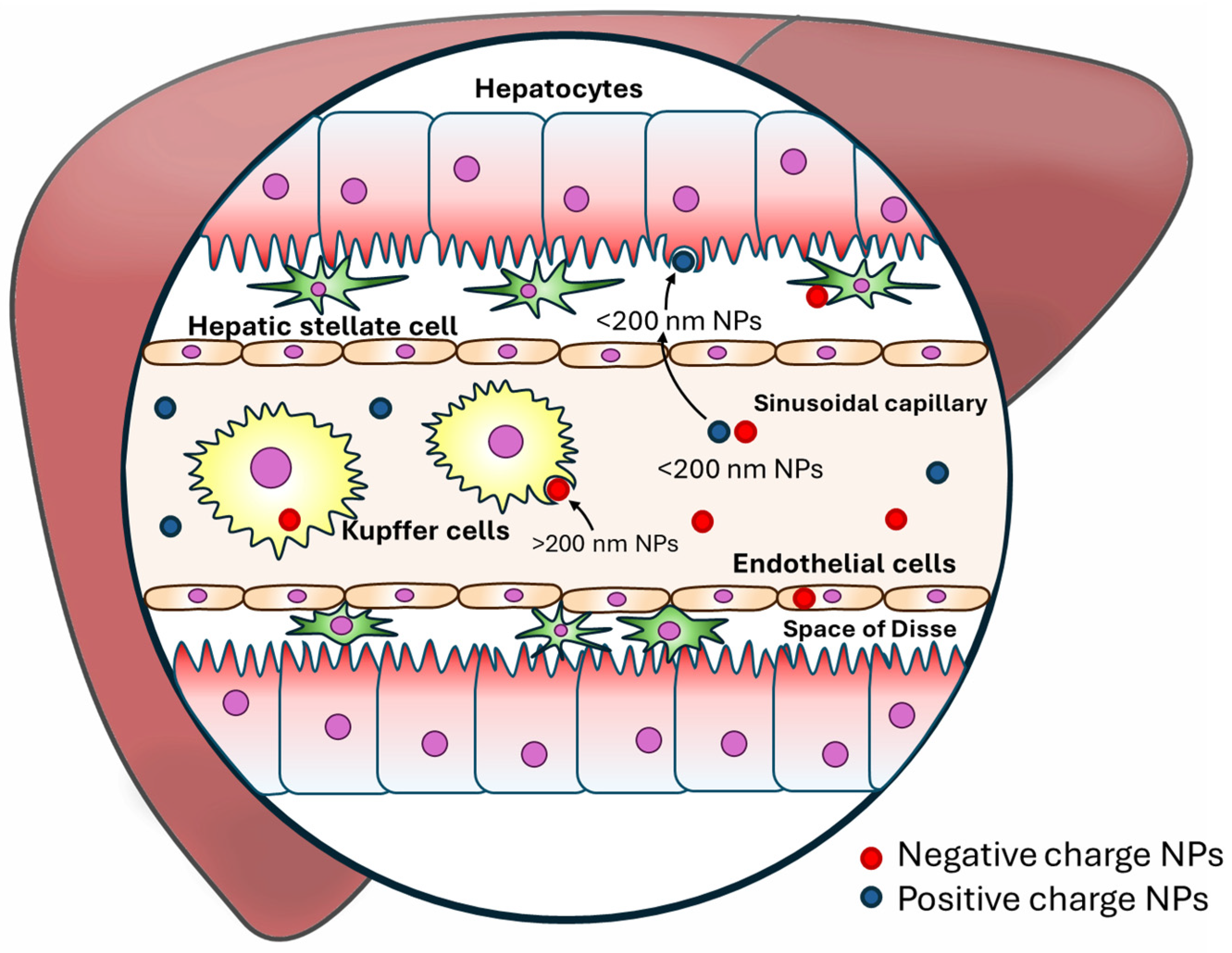 Biomedicines 12 01876 g004