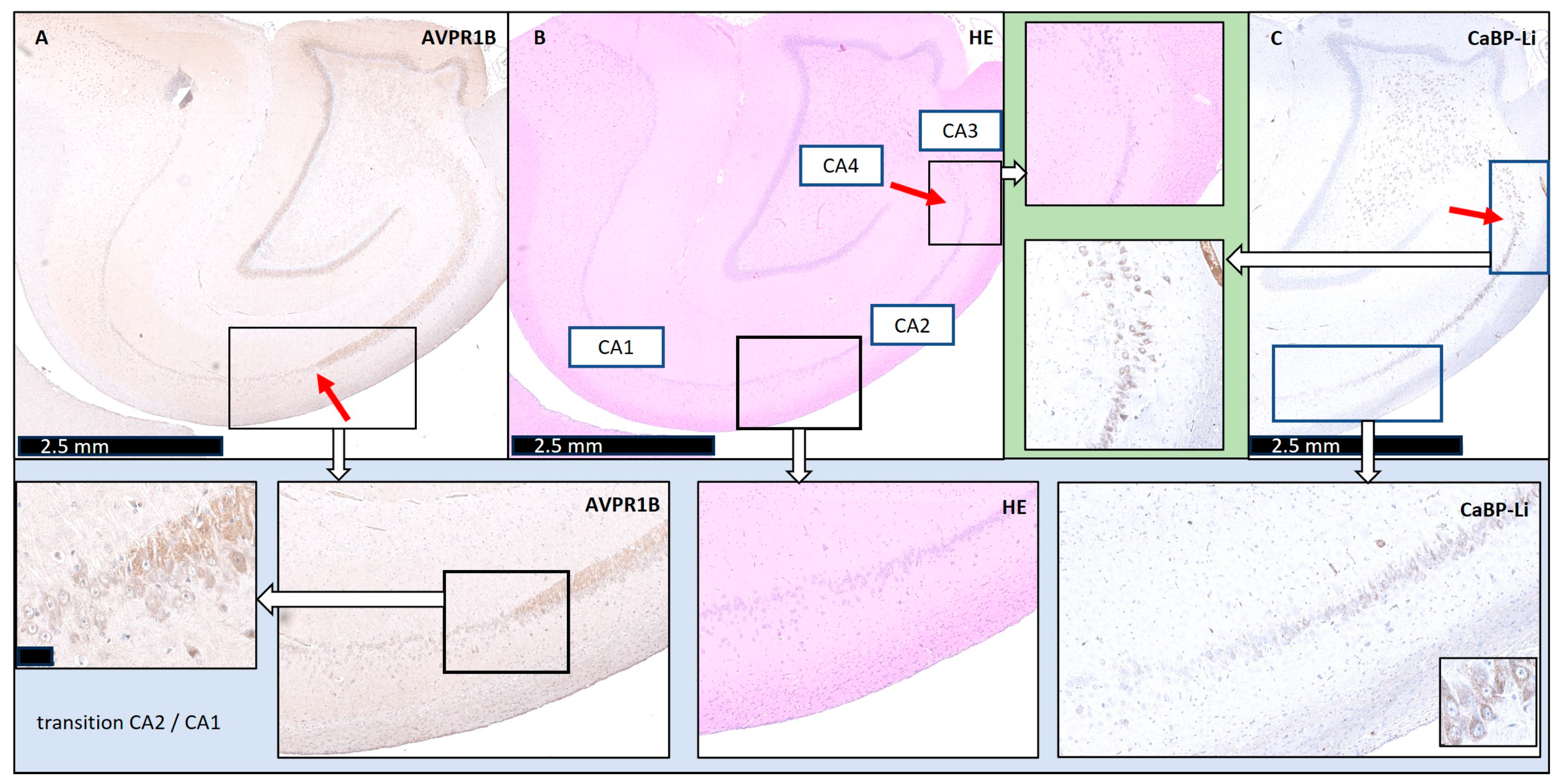 Biomedicines 12 01896 g001