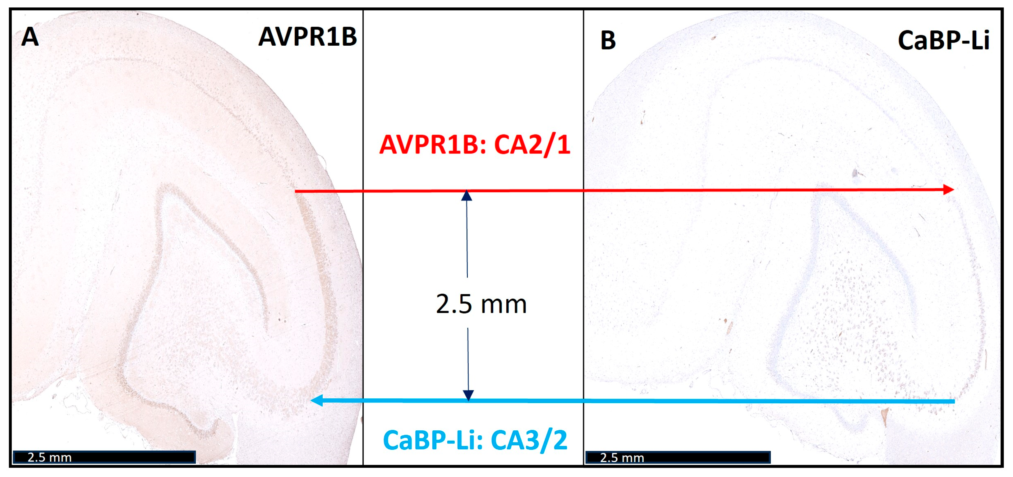 Biomedicines 12 01896 g002