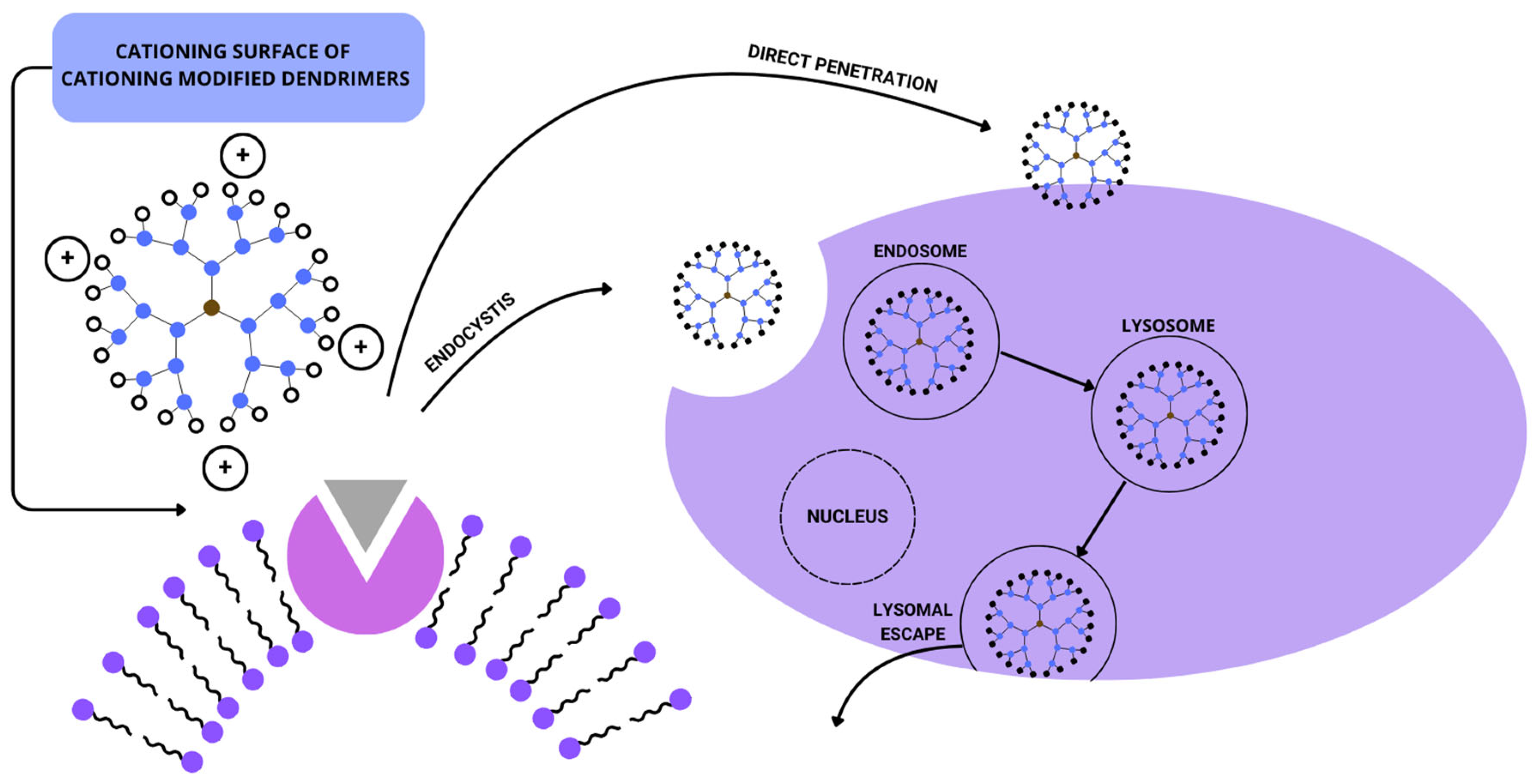 Biomedicines 12 01899 g002