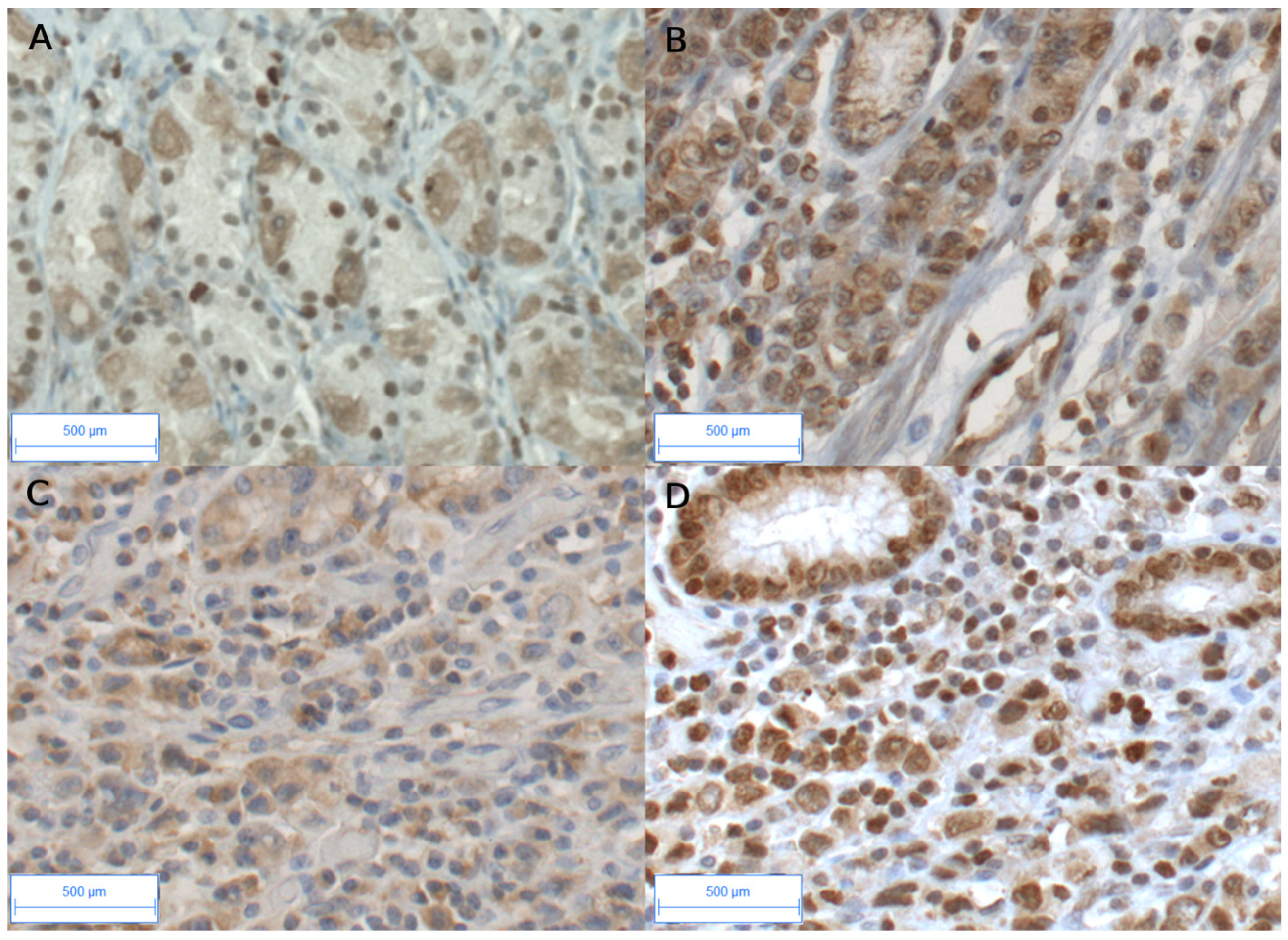 Biomedicines 12 01905 g001 Biomedicines 12 01905 g001