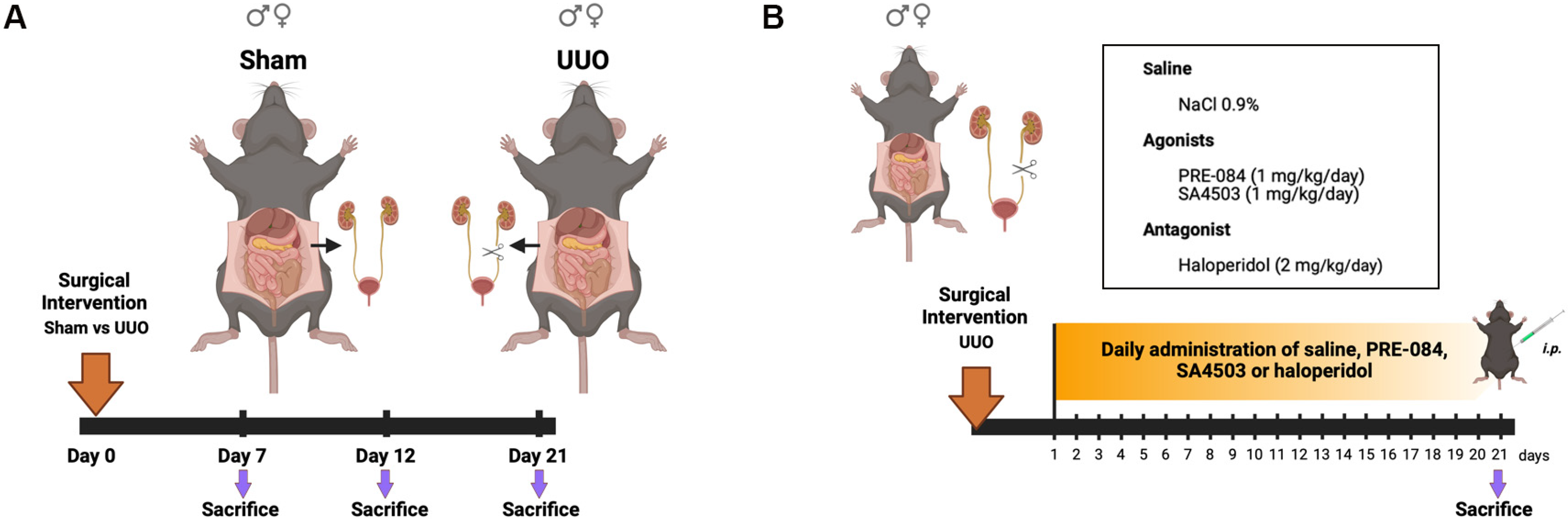 Biomedicines 12 01908 g001 Biomedicines 12 01908 g001