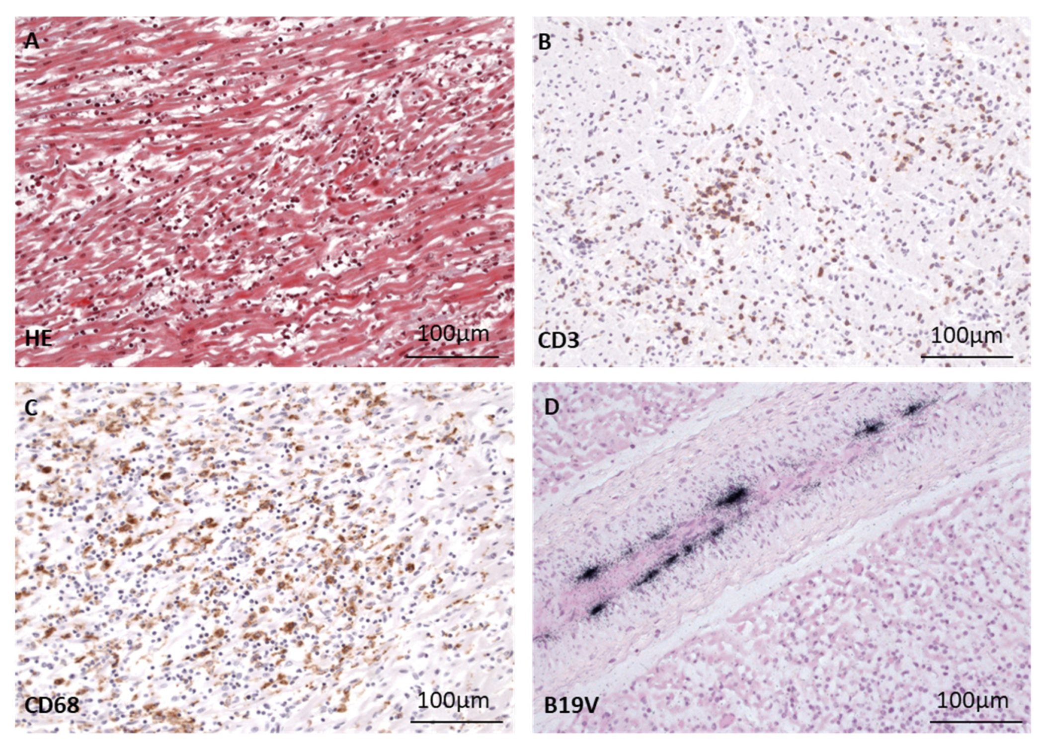 Biomedicines 12 01909 g004