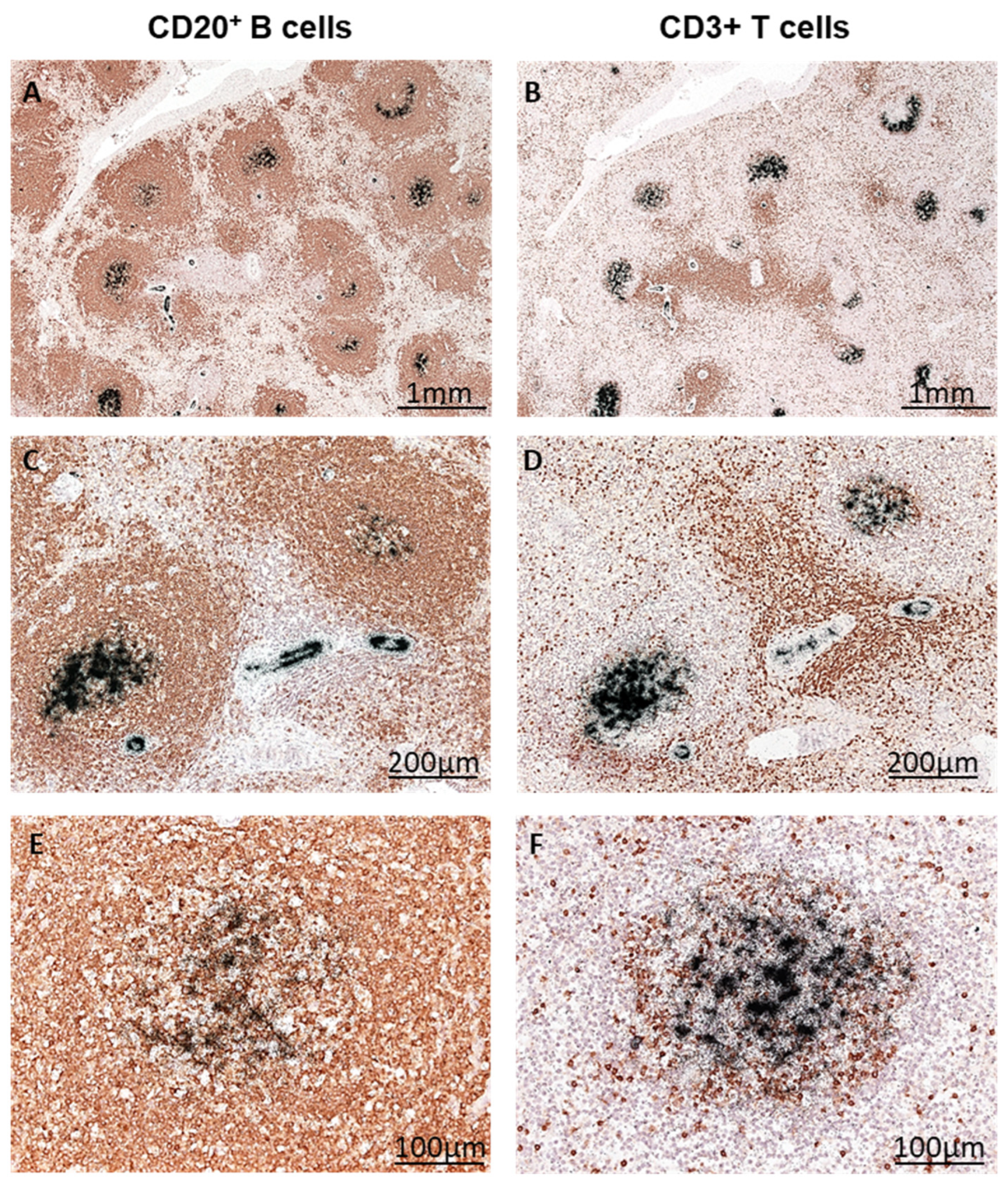Biomedicines 12 01909 g006
