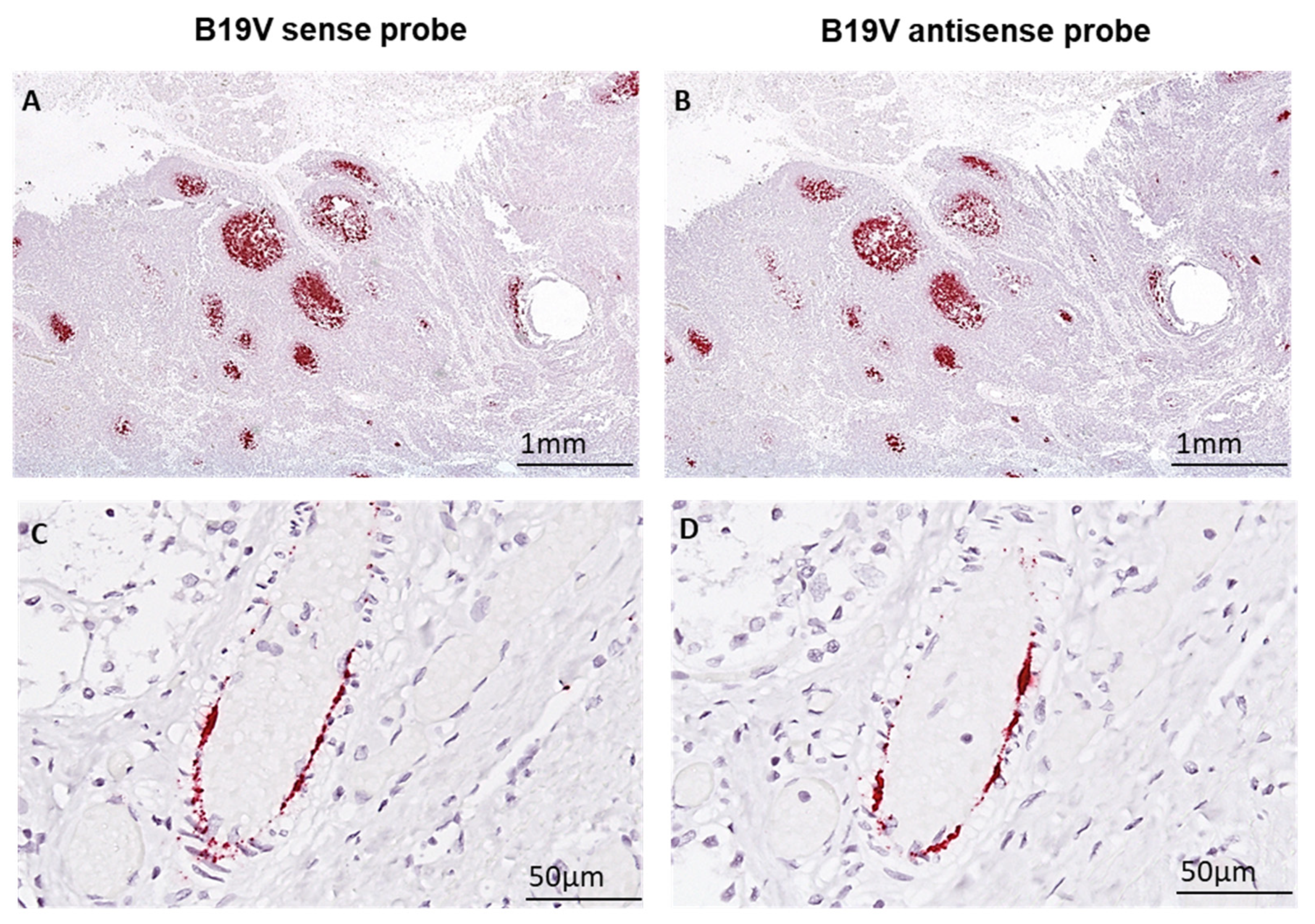 Biomedicines 12 01909 g007