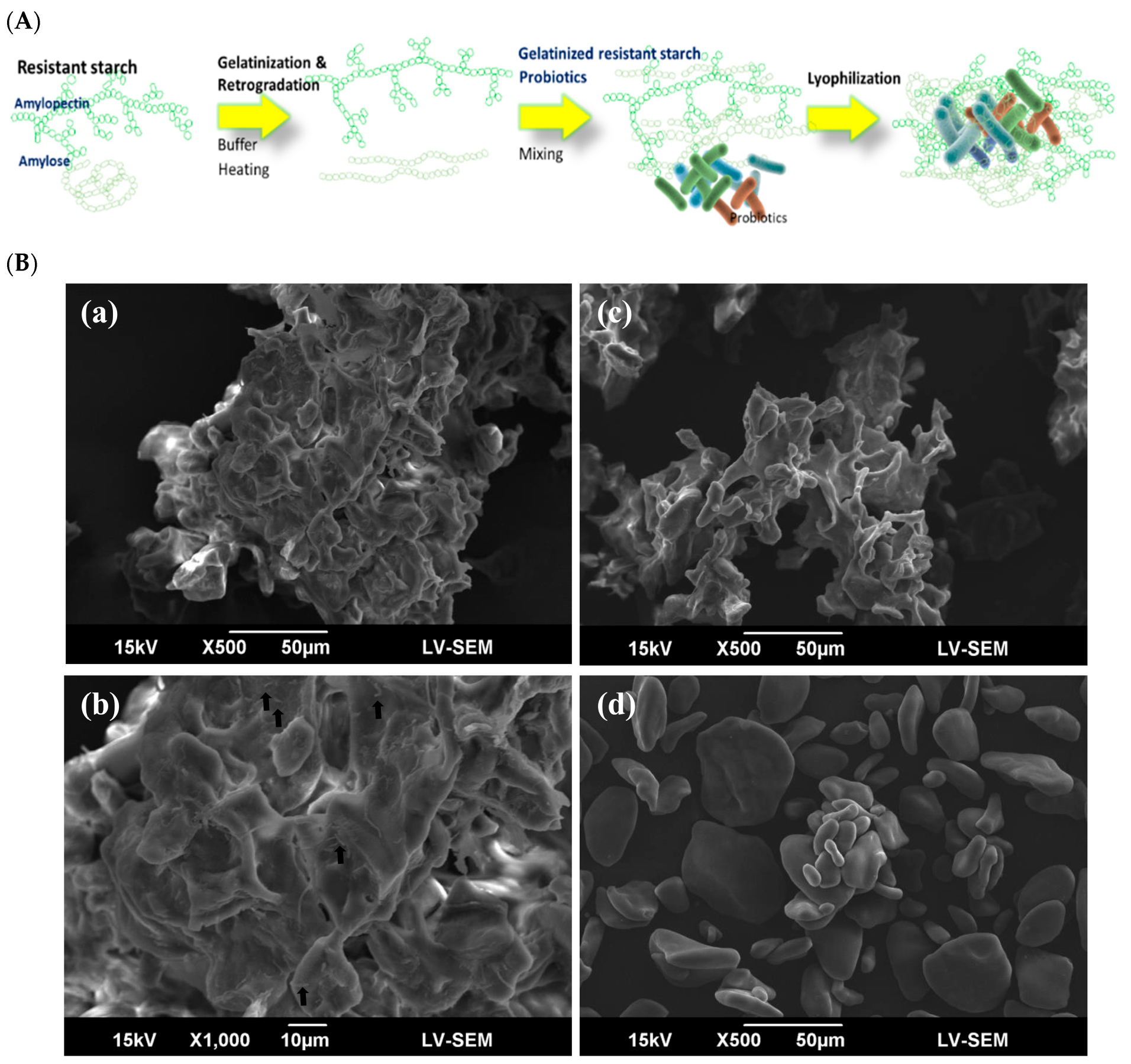 Biomedicines 12 01912 g001