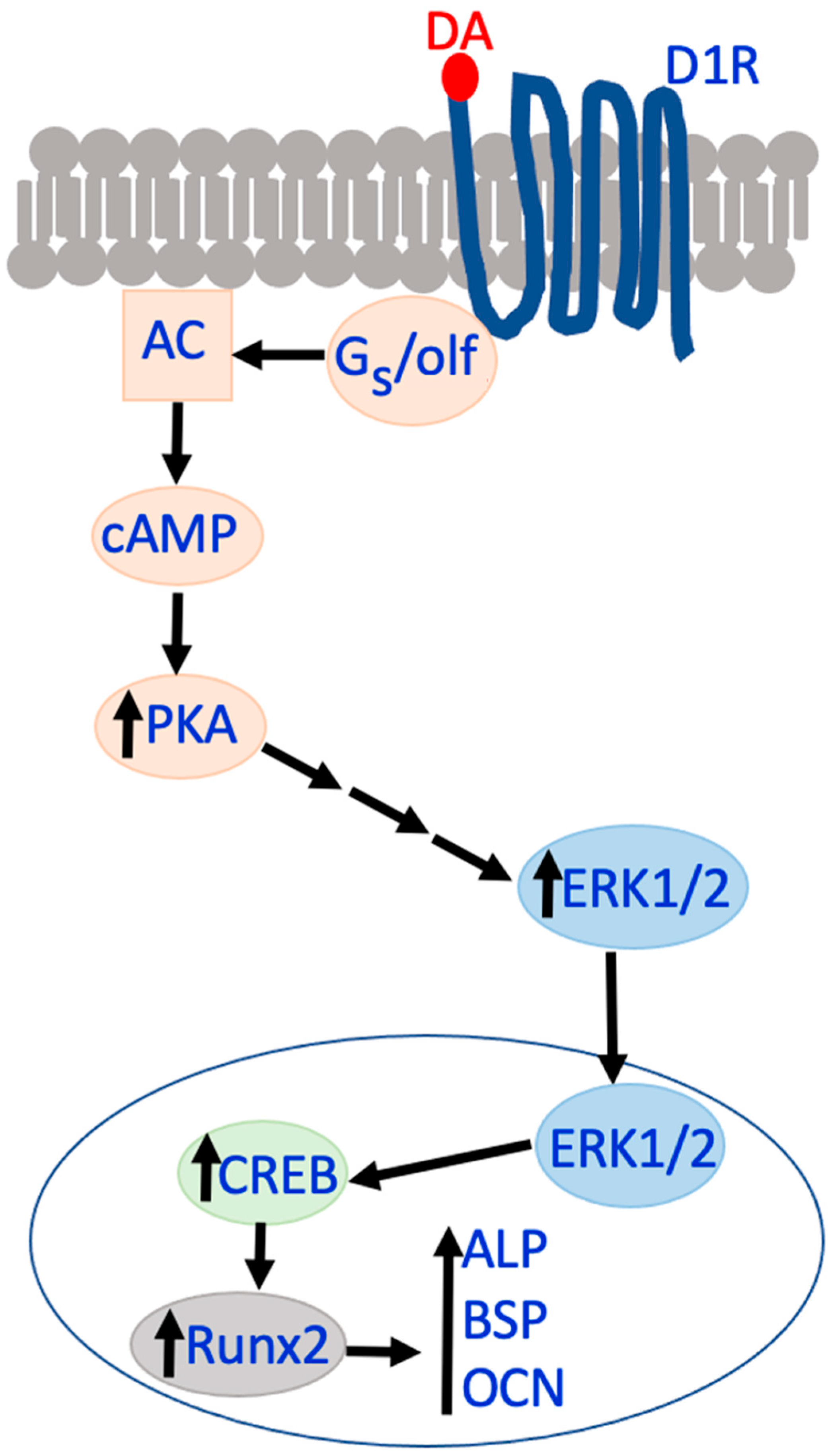 Biomedicines 12 01914 g003 Biomedicines 12 01914 g003