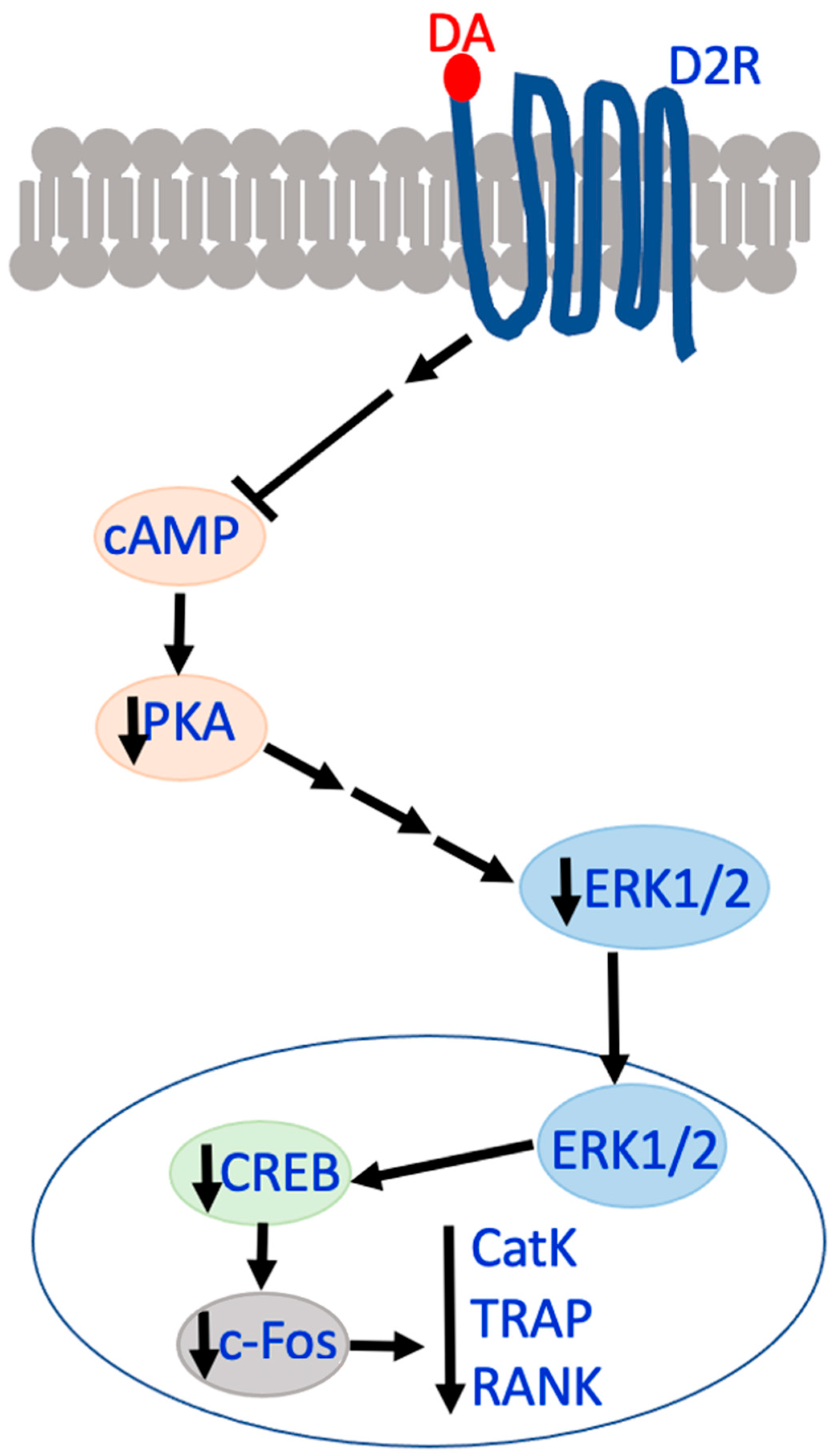 Biomedicines 12 01914 g004 Biomedicines 12 01914 g004