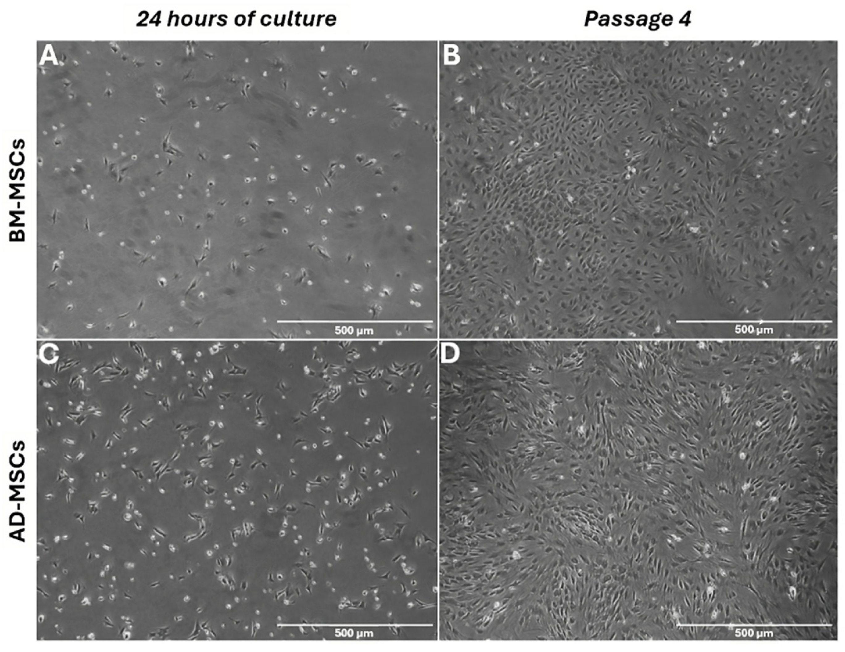 Biomedicines 12 01923 g002 Biomedicines 12 01923 g002