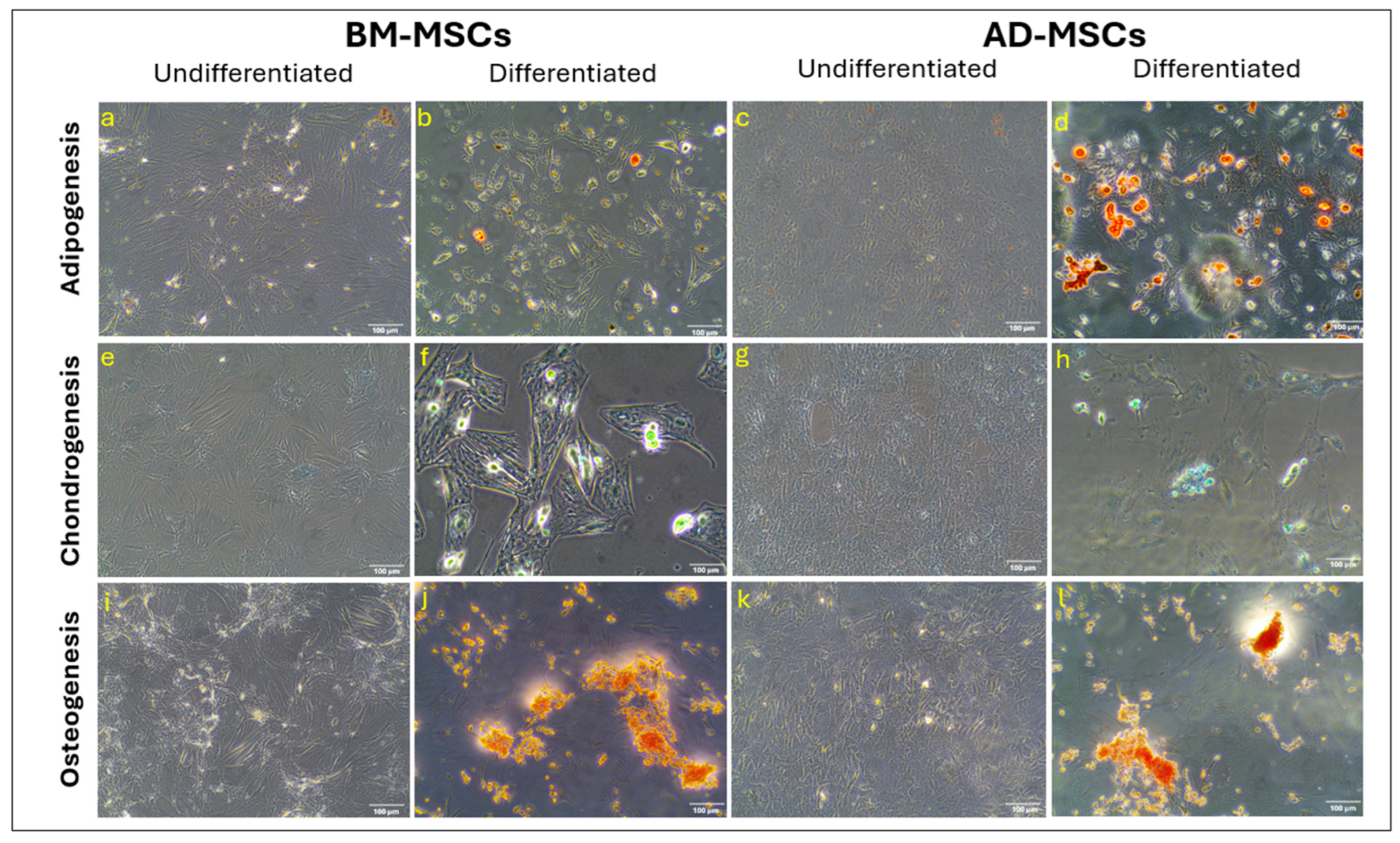 Biomedicines 12 01923 g004 Biomedicines 12 01923 g004