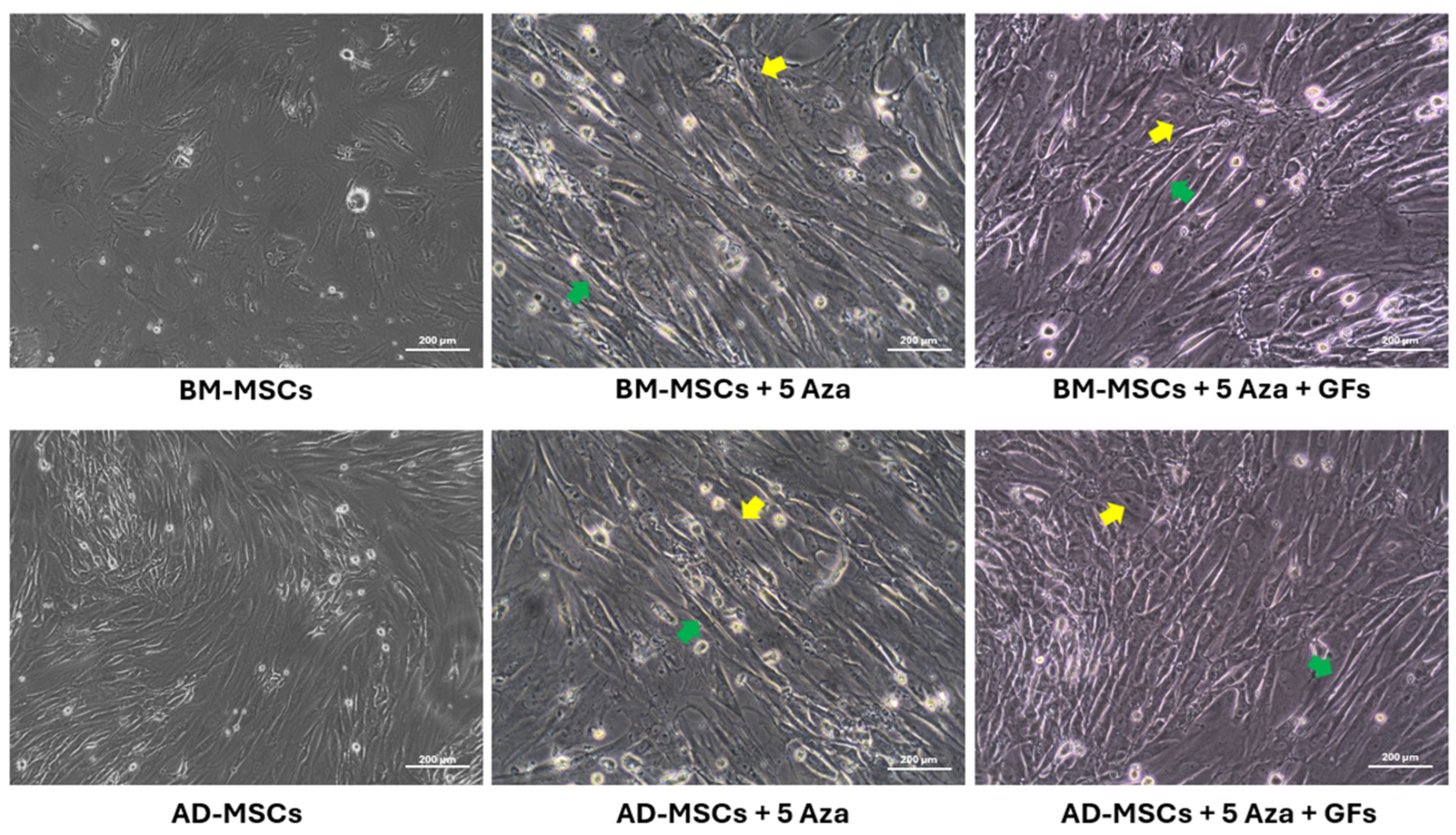 Biomedicines 12 01923 g006 Biomedicines 12 01923 g006