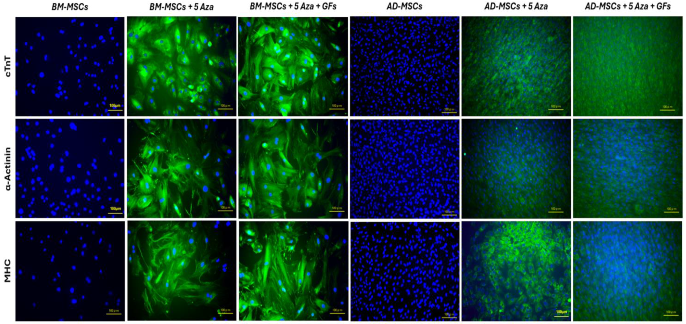 Biomedicines 12 01923 g009 Biomedicines 12 01923 g009