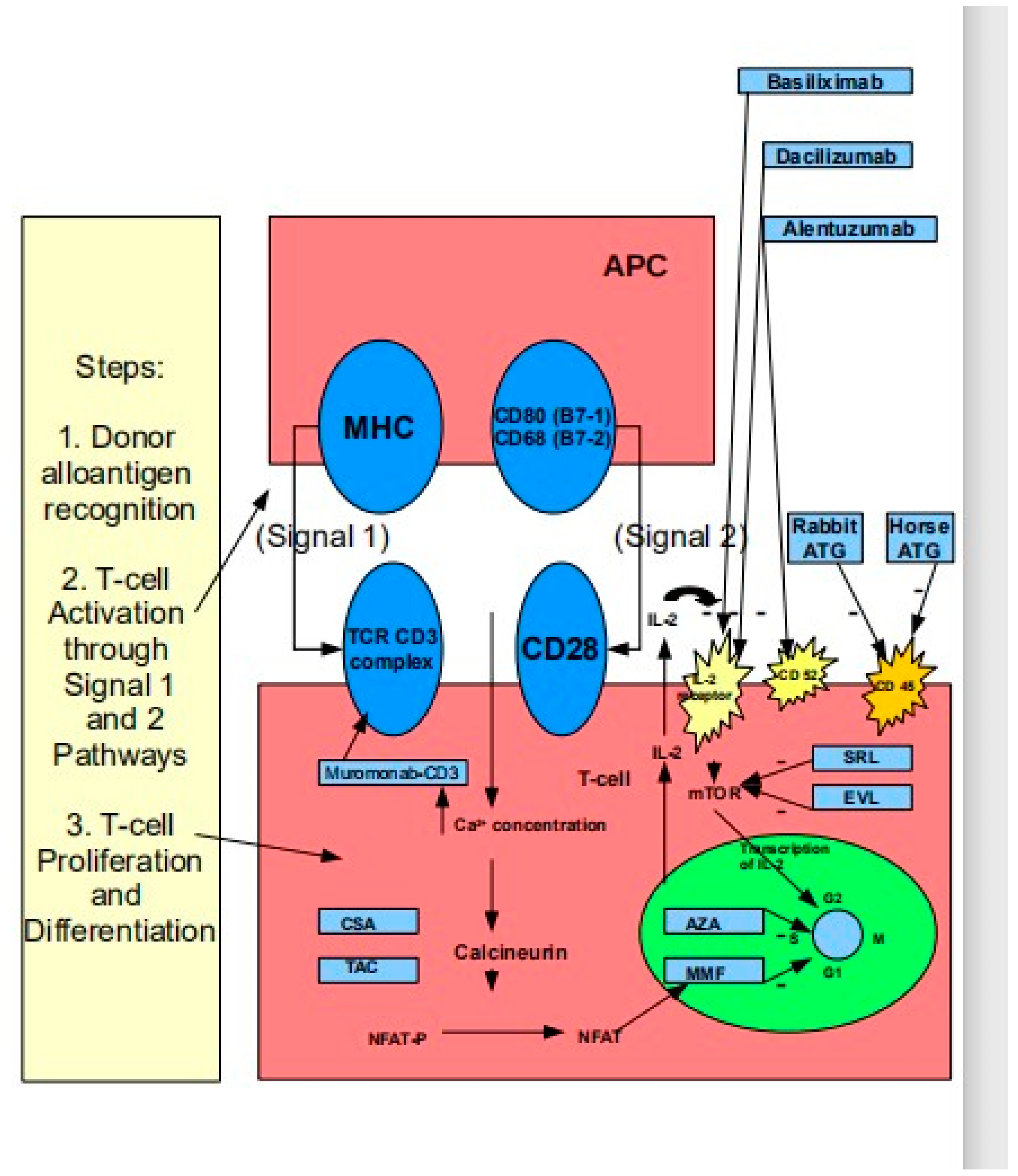 Biomedicines 12 01926 g002 Biomedicines 12 01926 g002