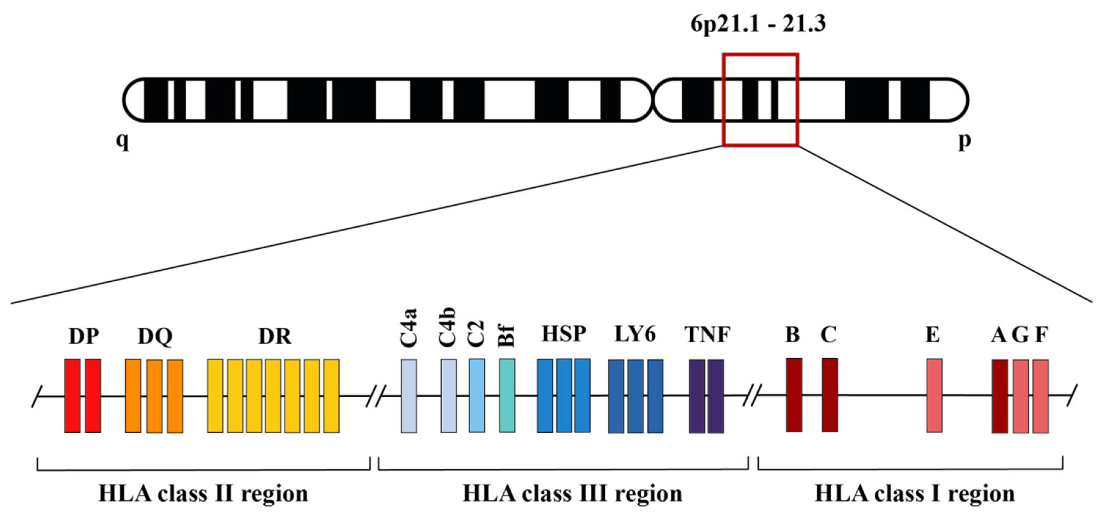 Mechanisms of myosin II force generation: insights from
