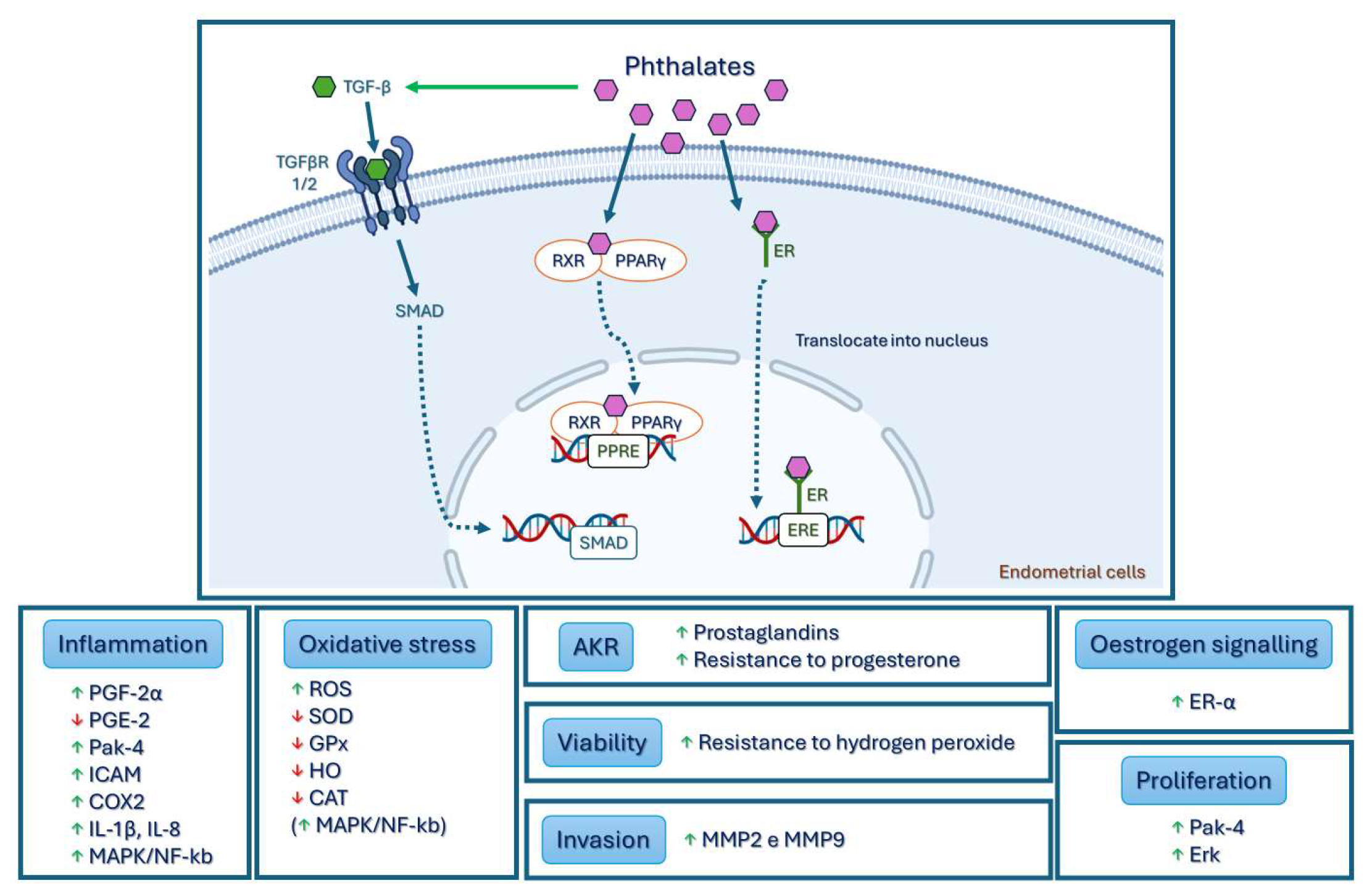 Biomedicines 12 01932 g004