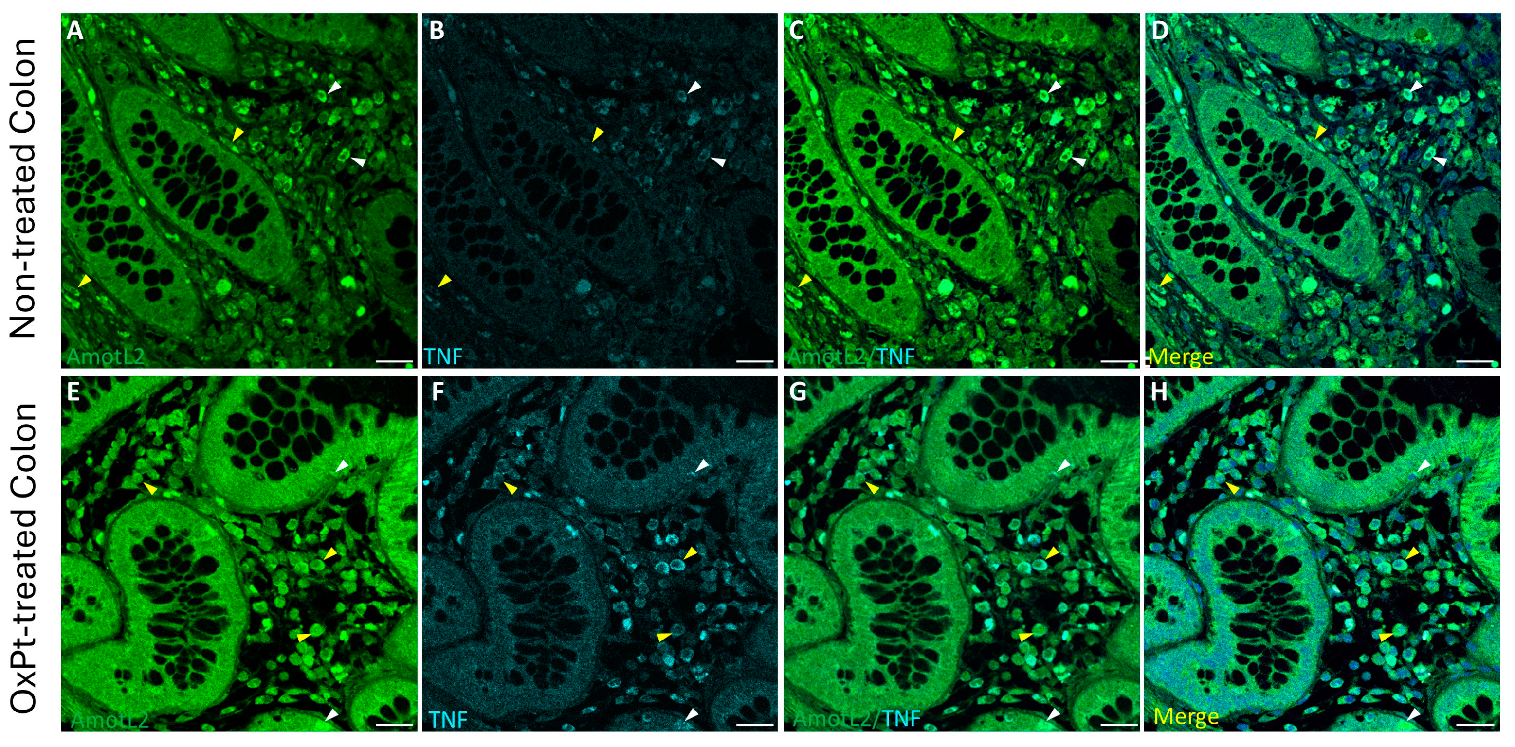 Biomedicines 12 01952 g005