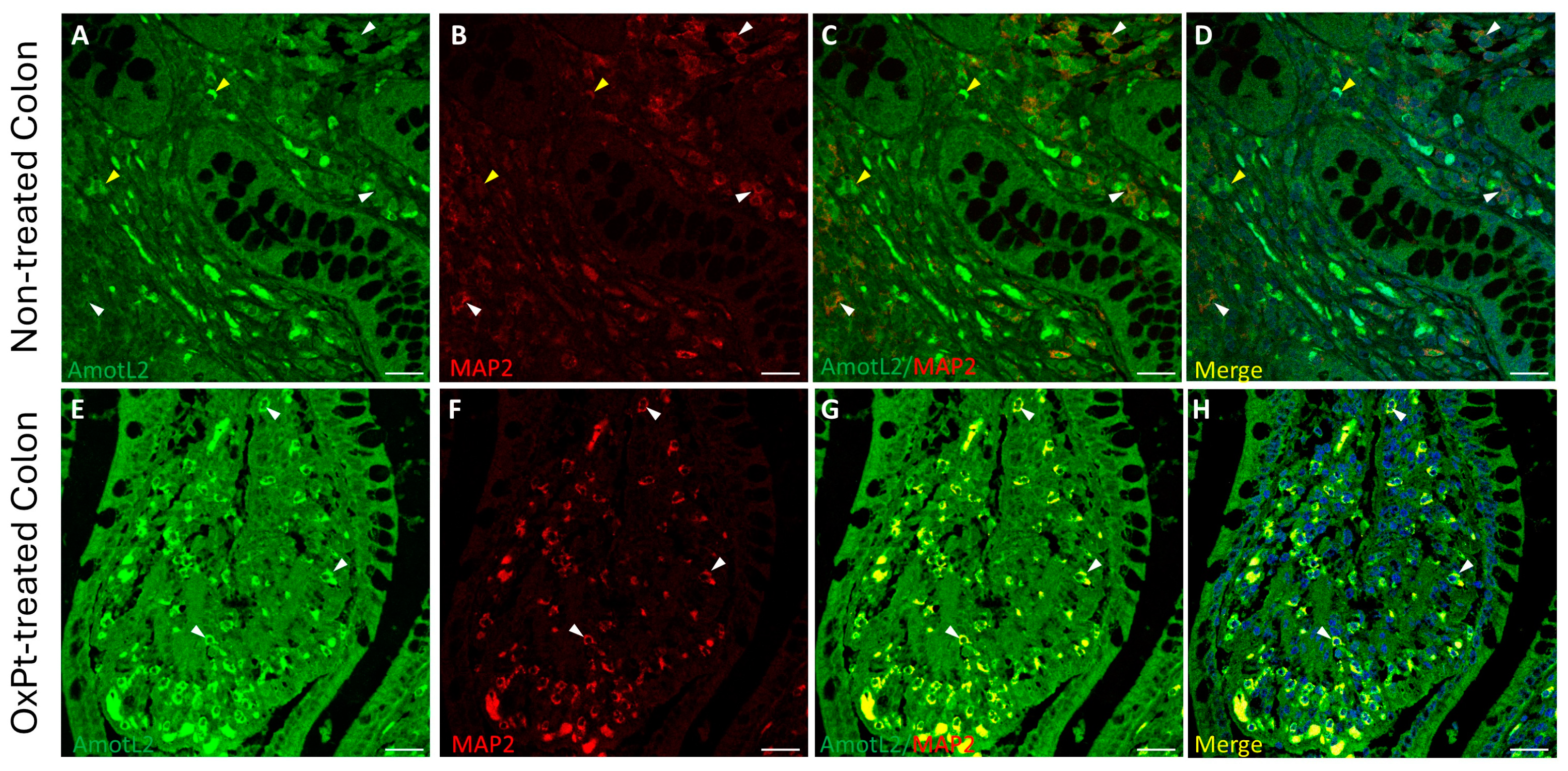 Biomedicines 12 01952 g006