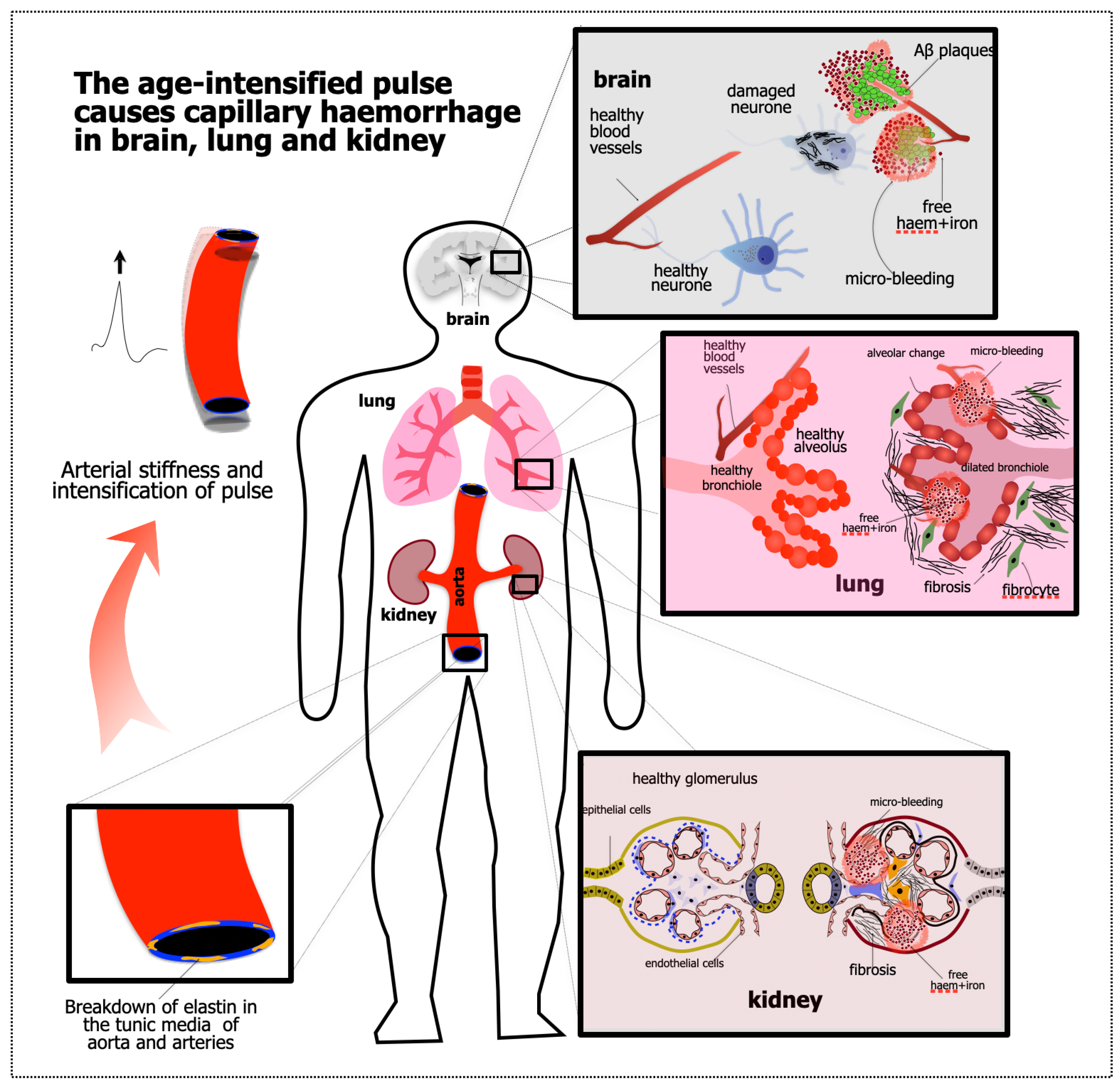 Biomedicines 12 01969 g002