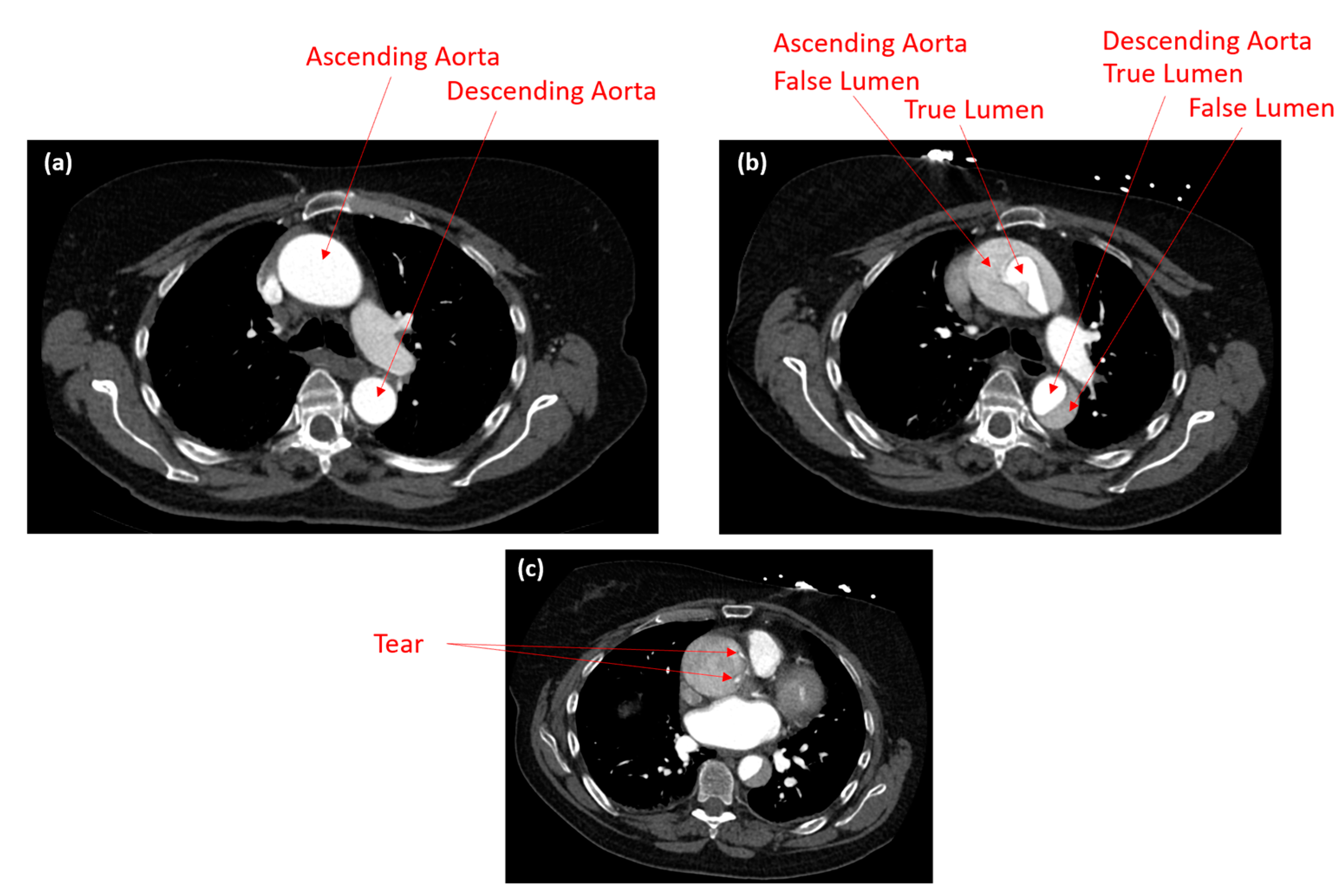 Biomedicines 12 01973 g001