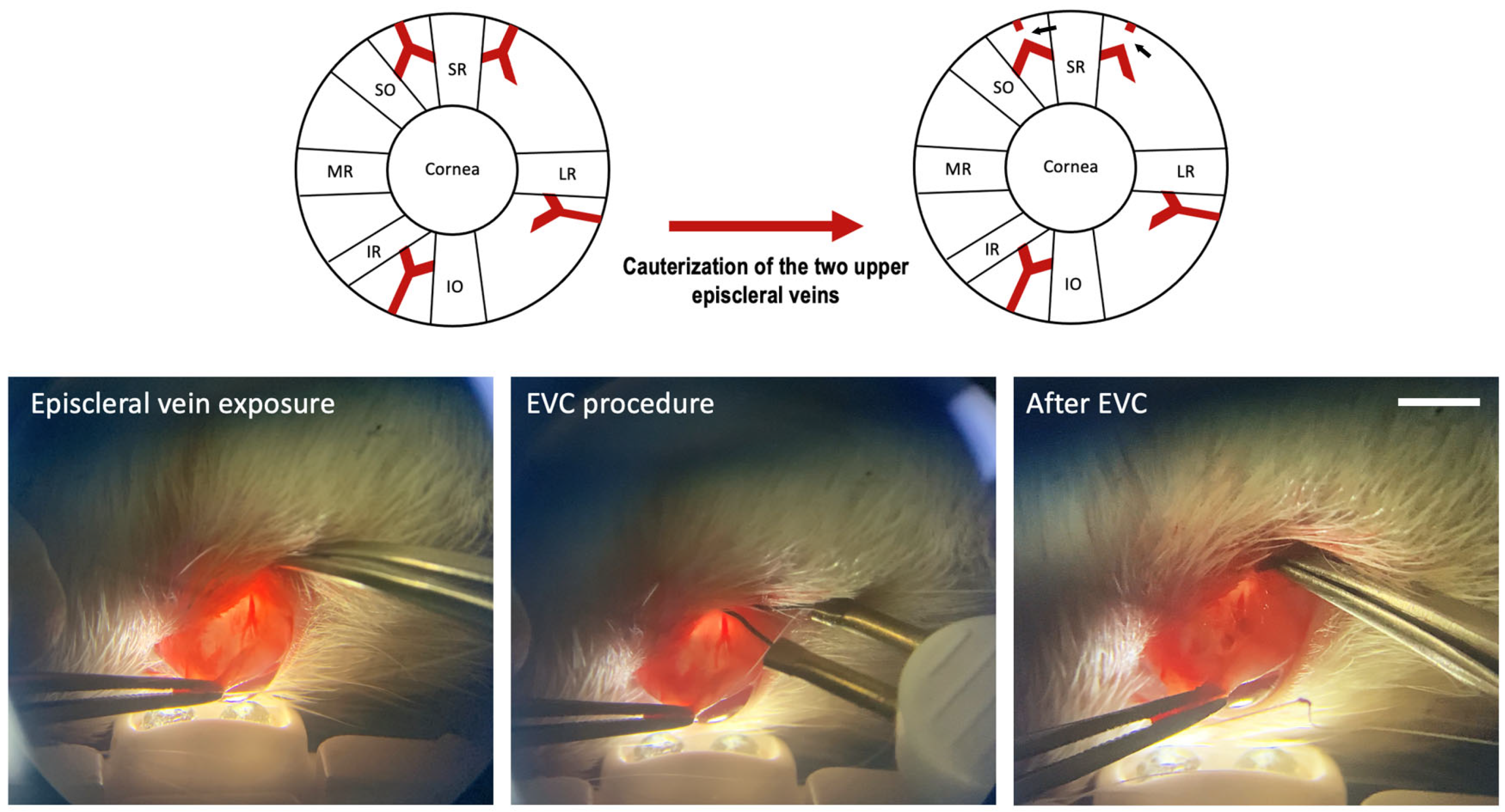 Biomedicines 12 01983 g001 Biomedicines 12 01983 g001