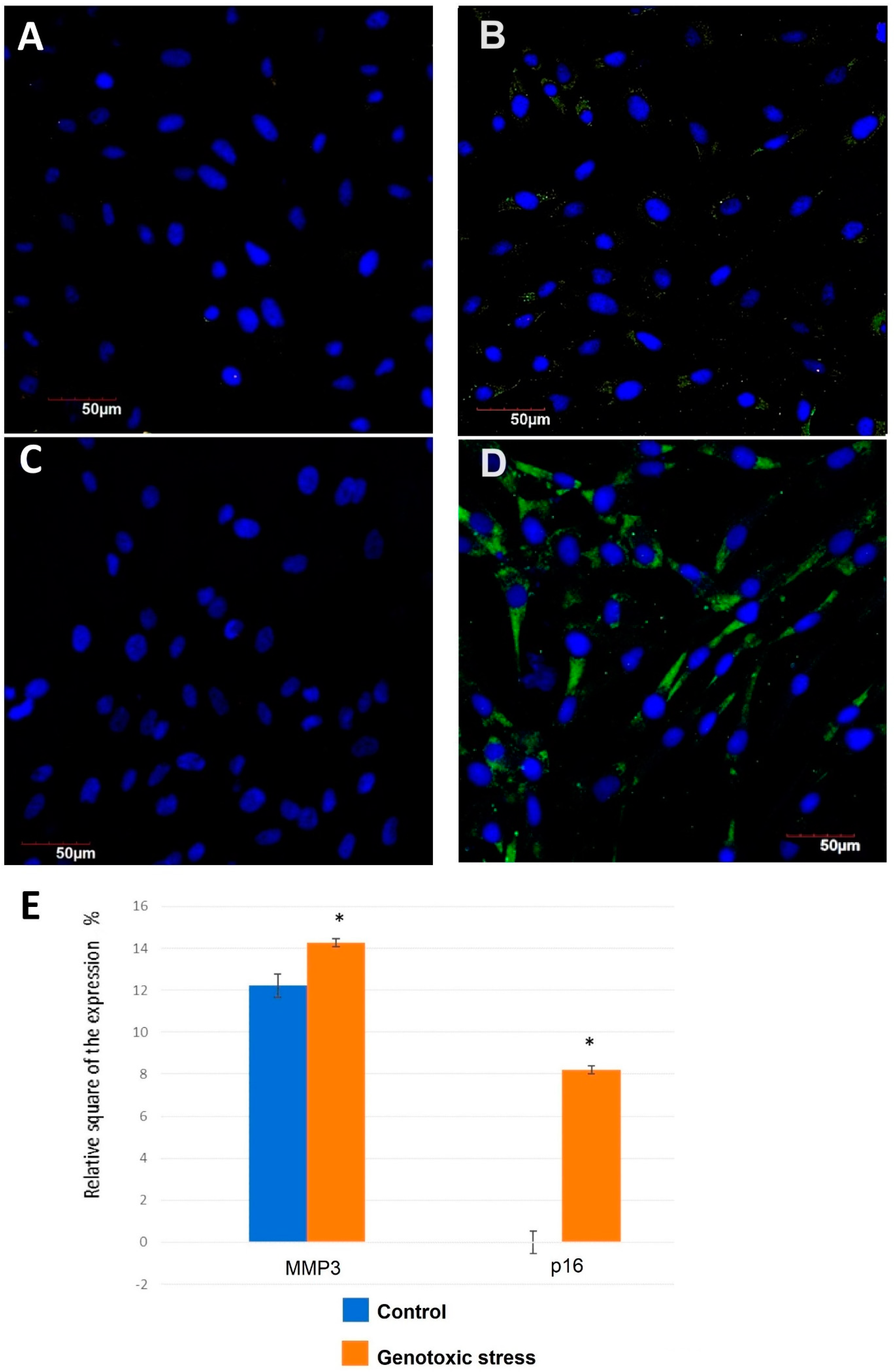 Biomedicines 12 01987 g005 Biomedicines 12 01987 g005