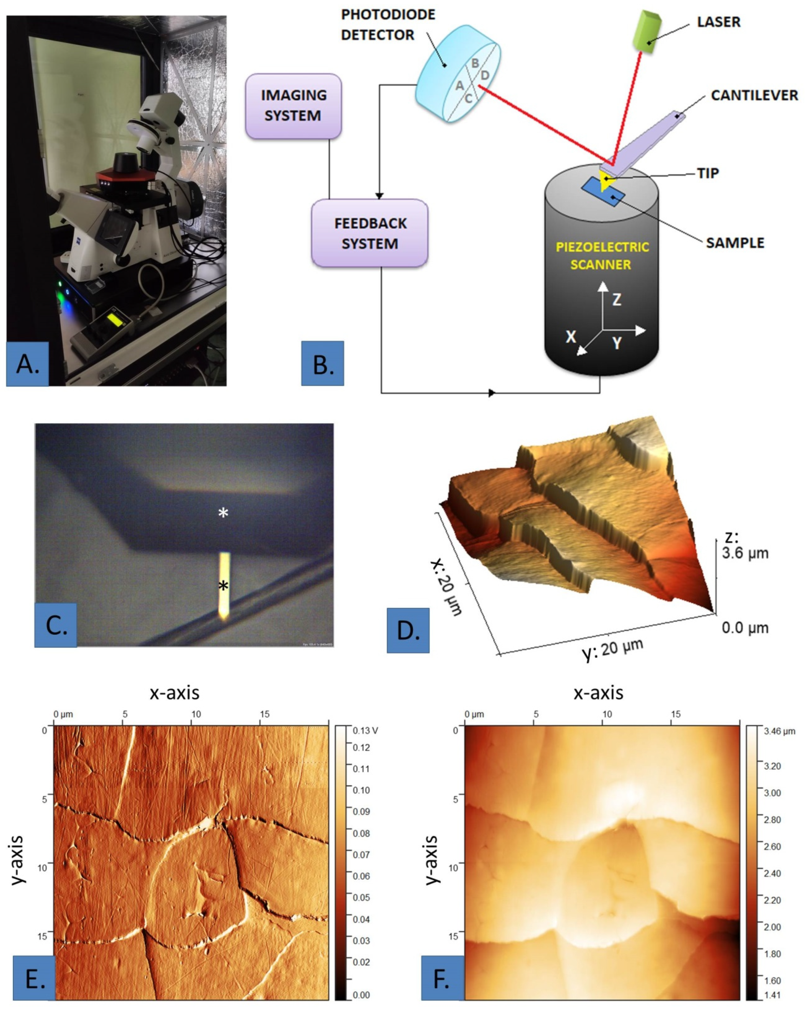 Biomedicines 12 02012 g001 Biomedicines 12 02012 g001