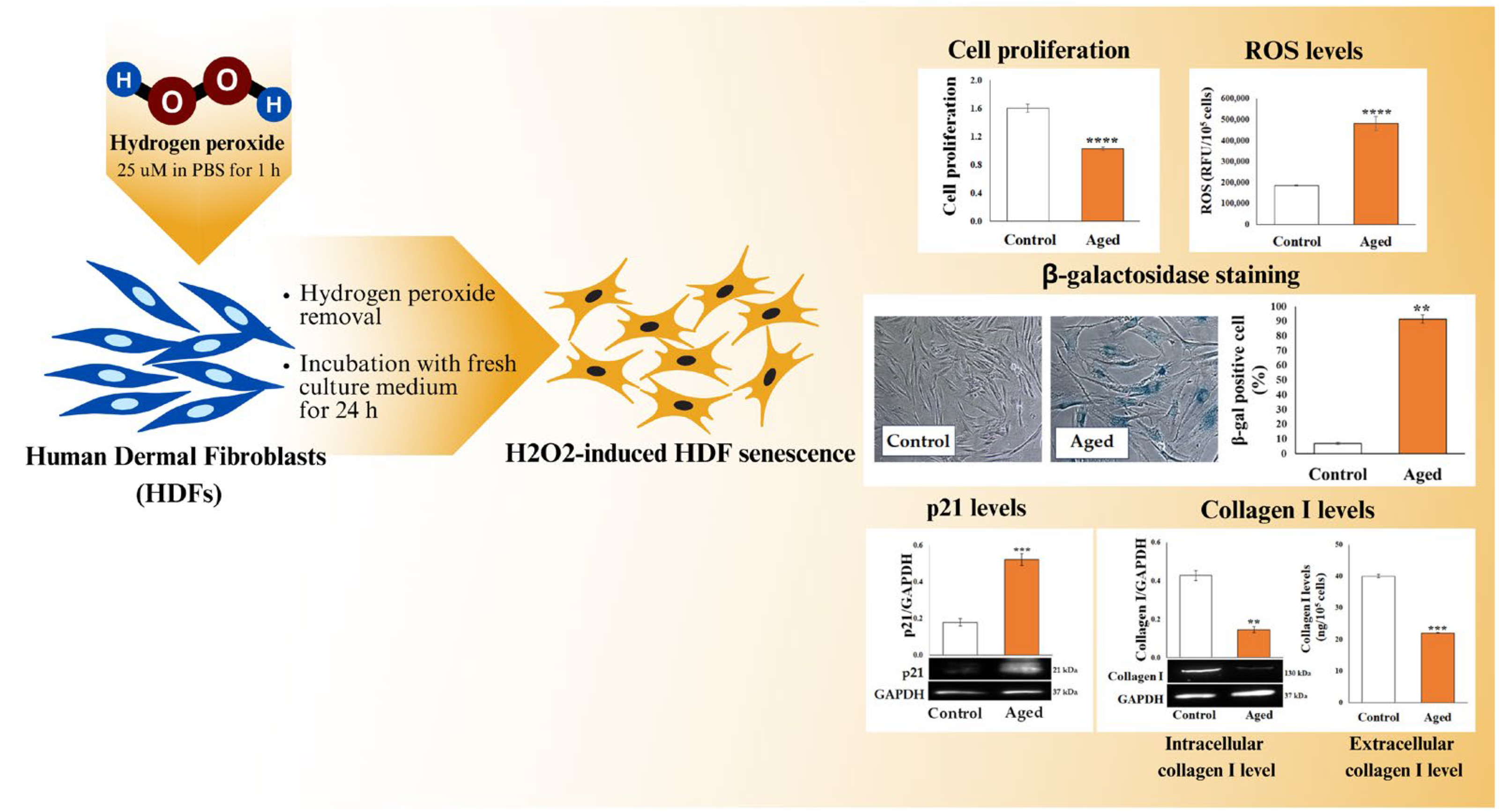 Biomedicines 12 02030 g001
