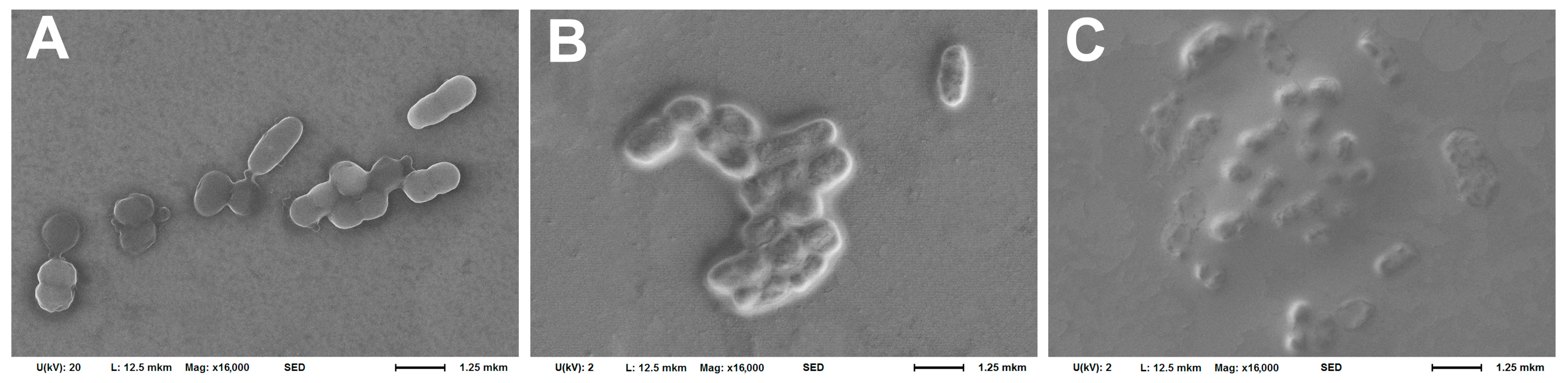 Biomedicines 12 02034 g002 Biomedicines 12 02034 g002