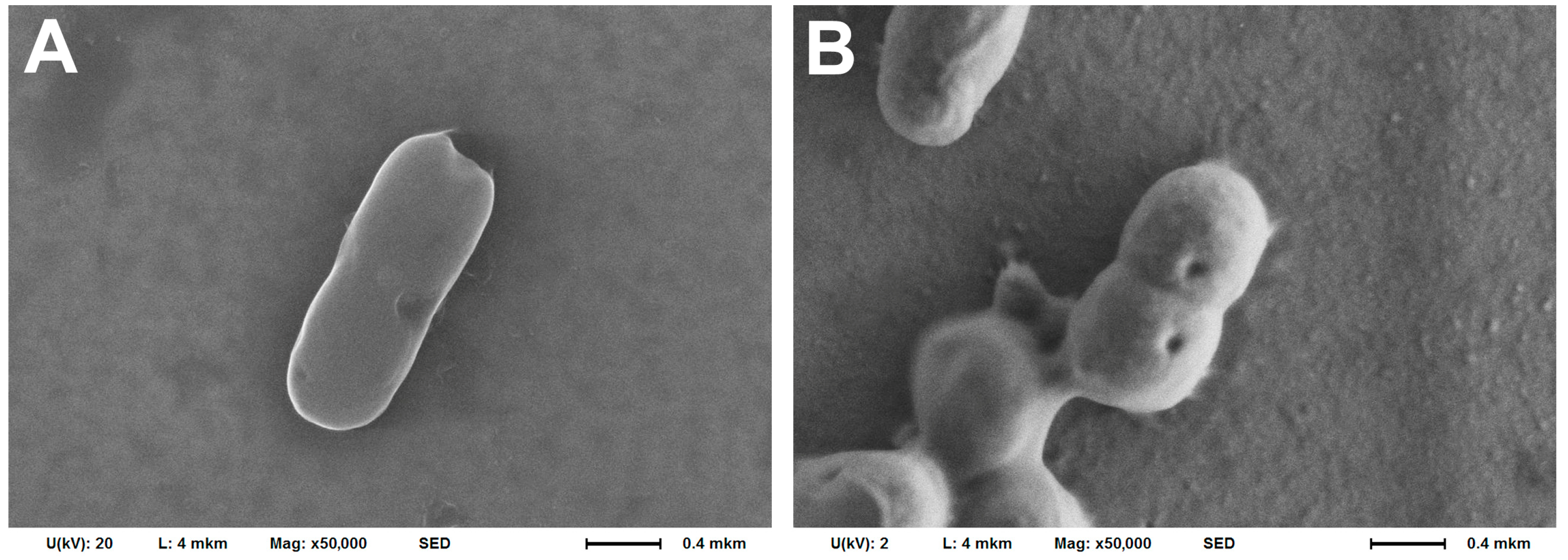 Biomedicines 12 02034 g005 Biomedicines 12 02034 g005