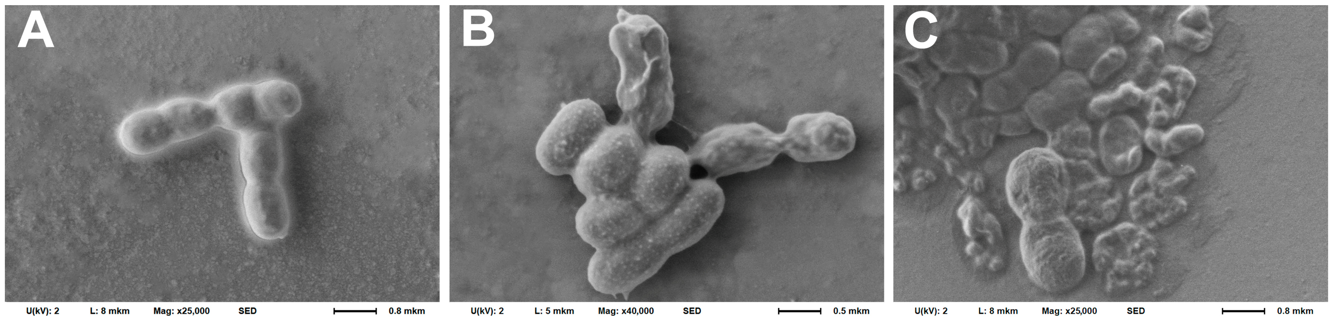 Biomedicines 12 02034 g010 Biomedicines 12 02034 g010