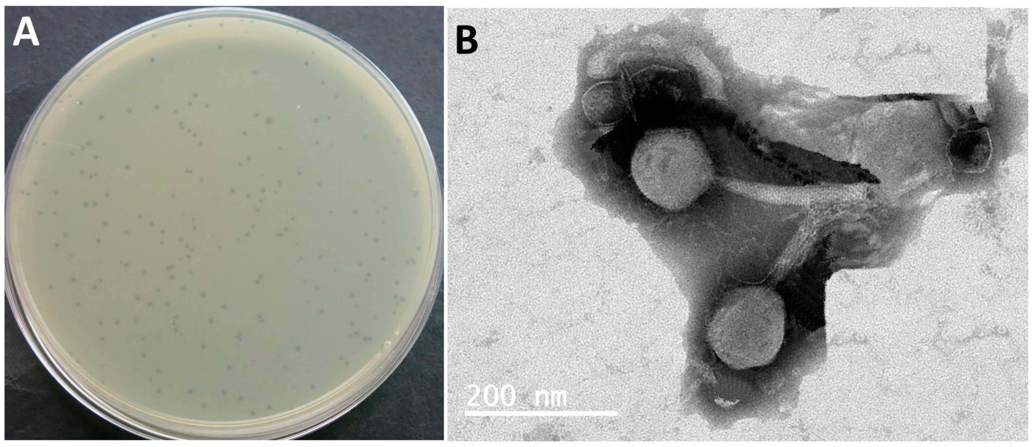 Biomedicines 12 02036 g001 Biomedicines 12 02036 g001